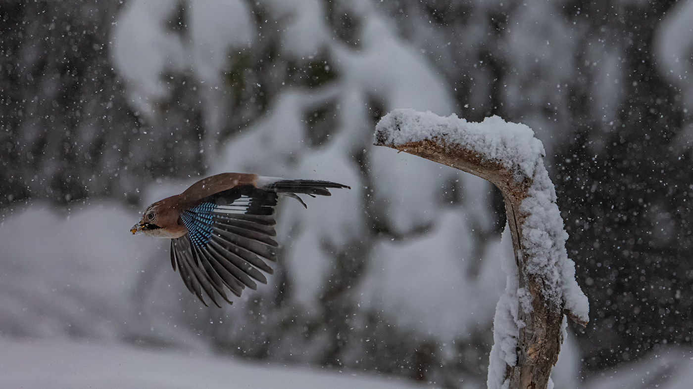 Jay in a thick snowfall...