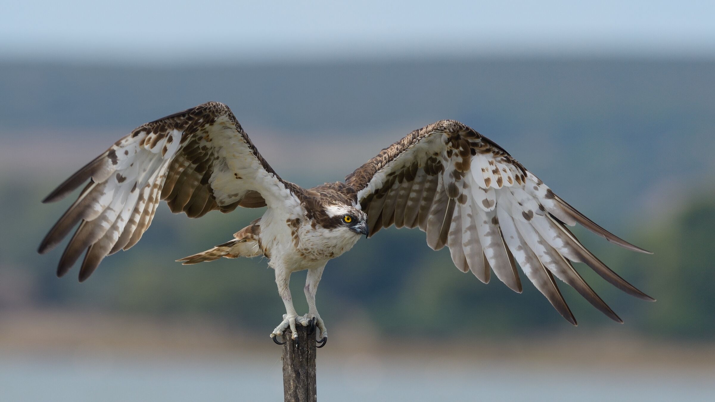Falco pescatore ( Pandion haliaetus)...