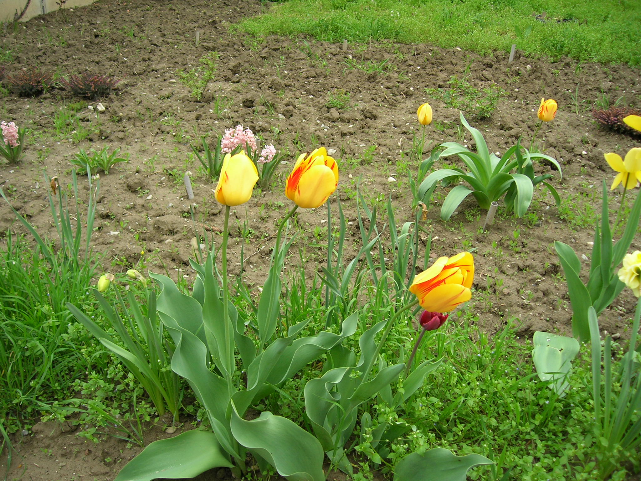 Tulips 001...