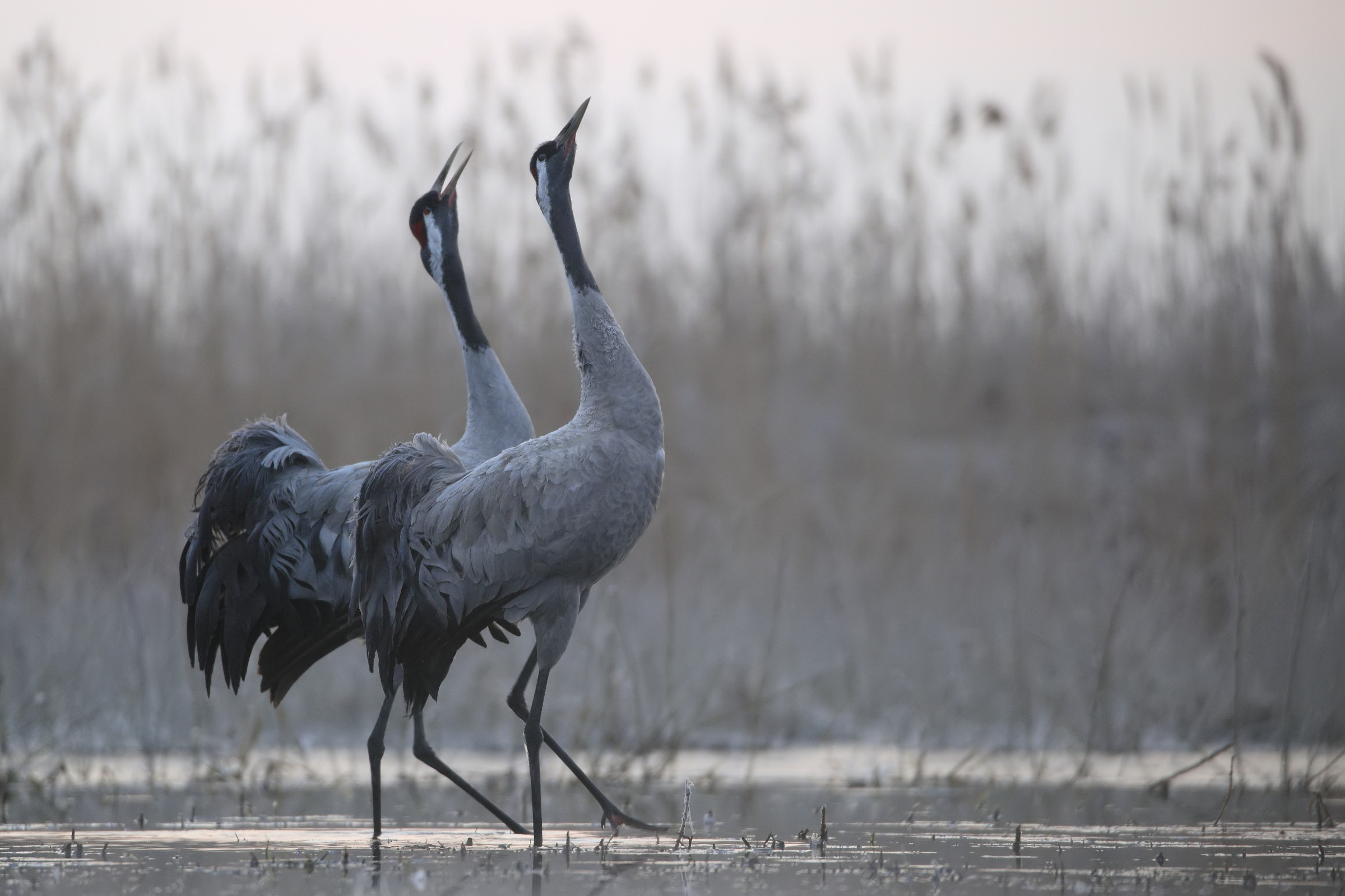 Early spring cranes...