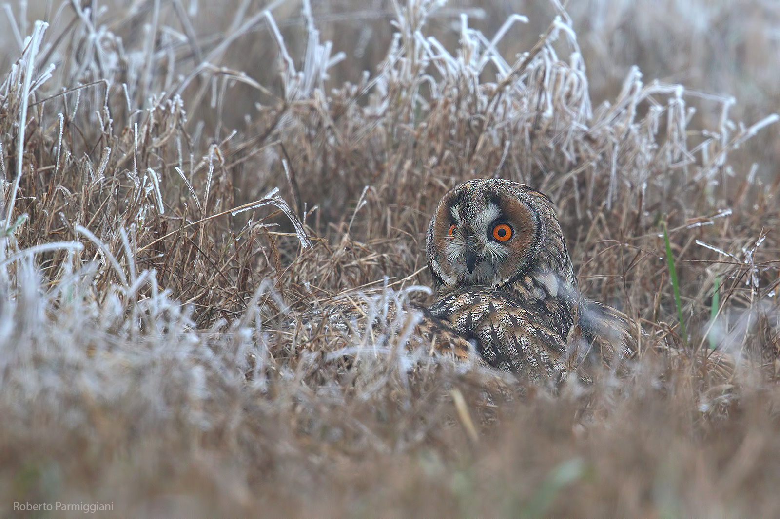 Common owl and frozen field...