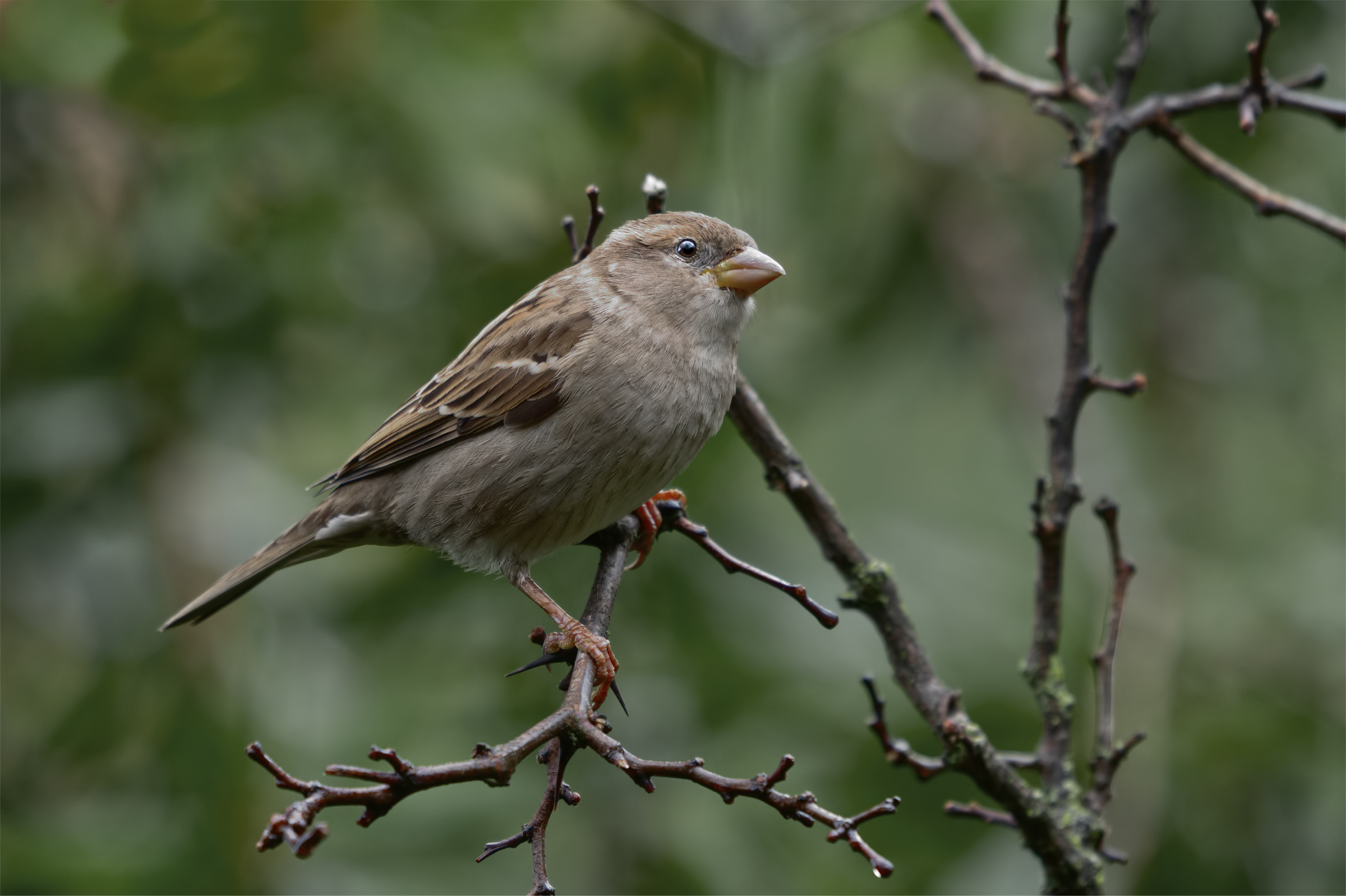 simply sparrow...