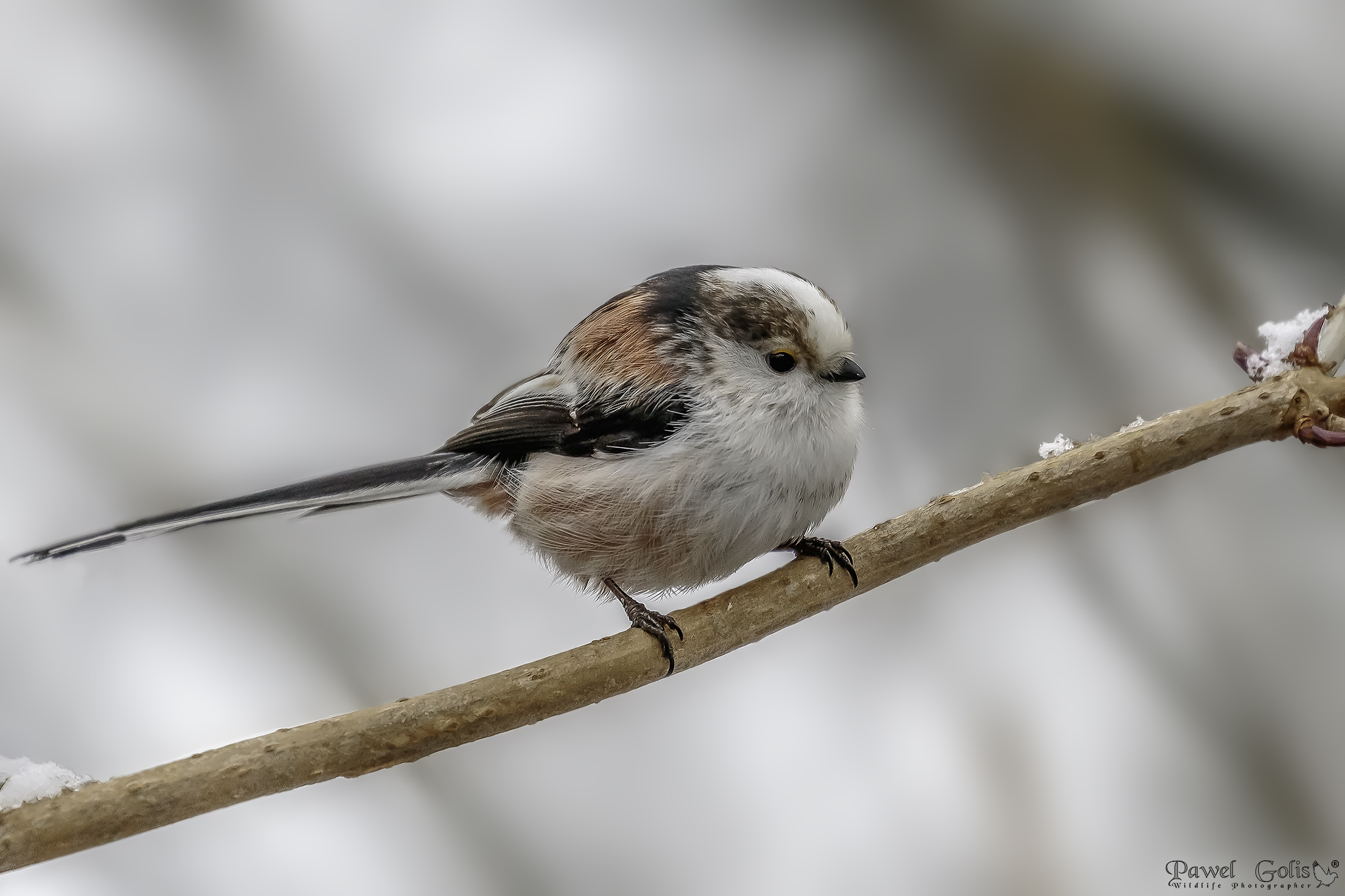 Long-tailed bushtit (Aegithalos caudatus)...