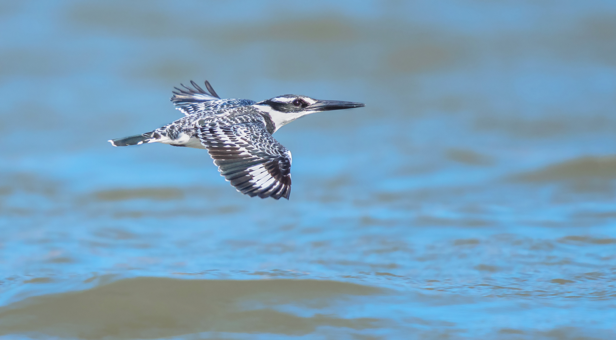 flying low-pied kingfisher...