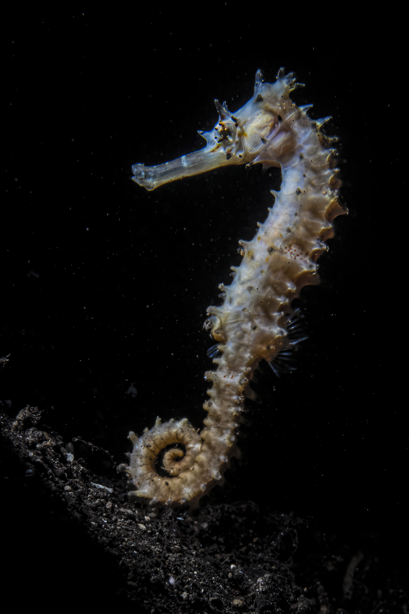 Porcupine seahorse hippocampus  ...
