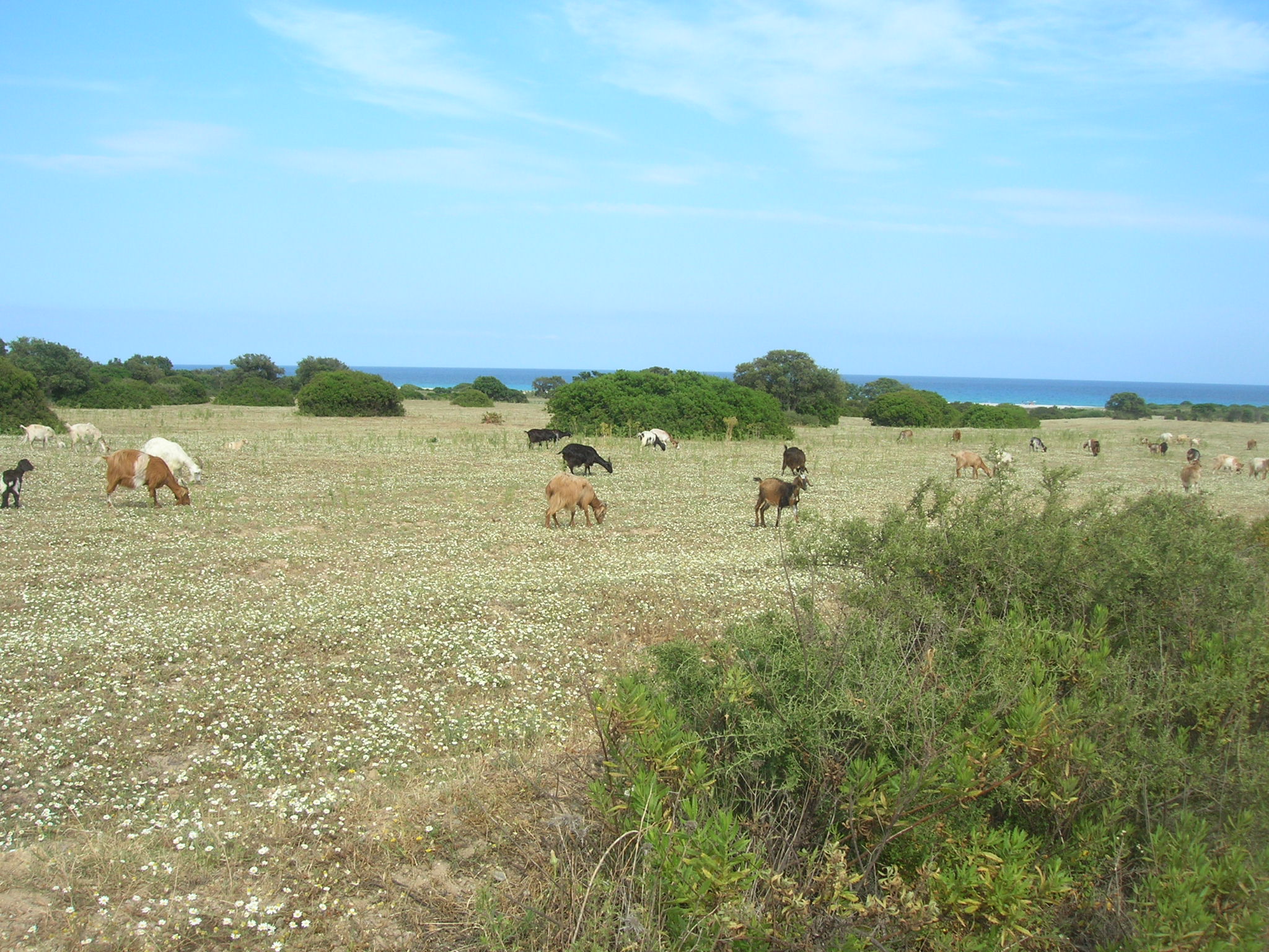 Grazing goats - Sardinia...