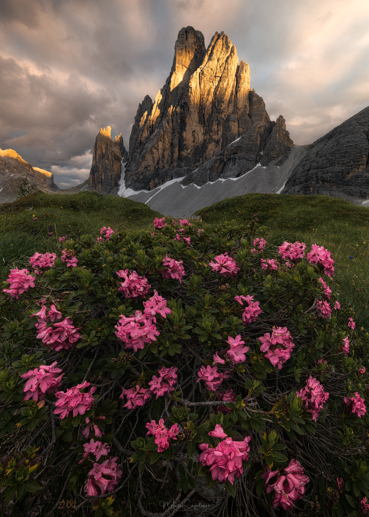 Alpine Roses...