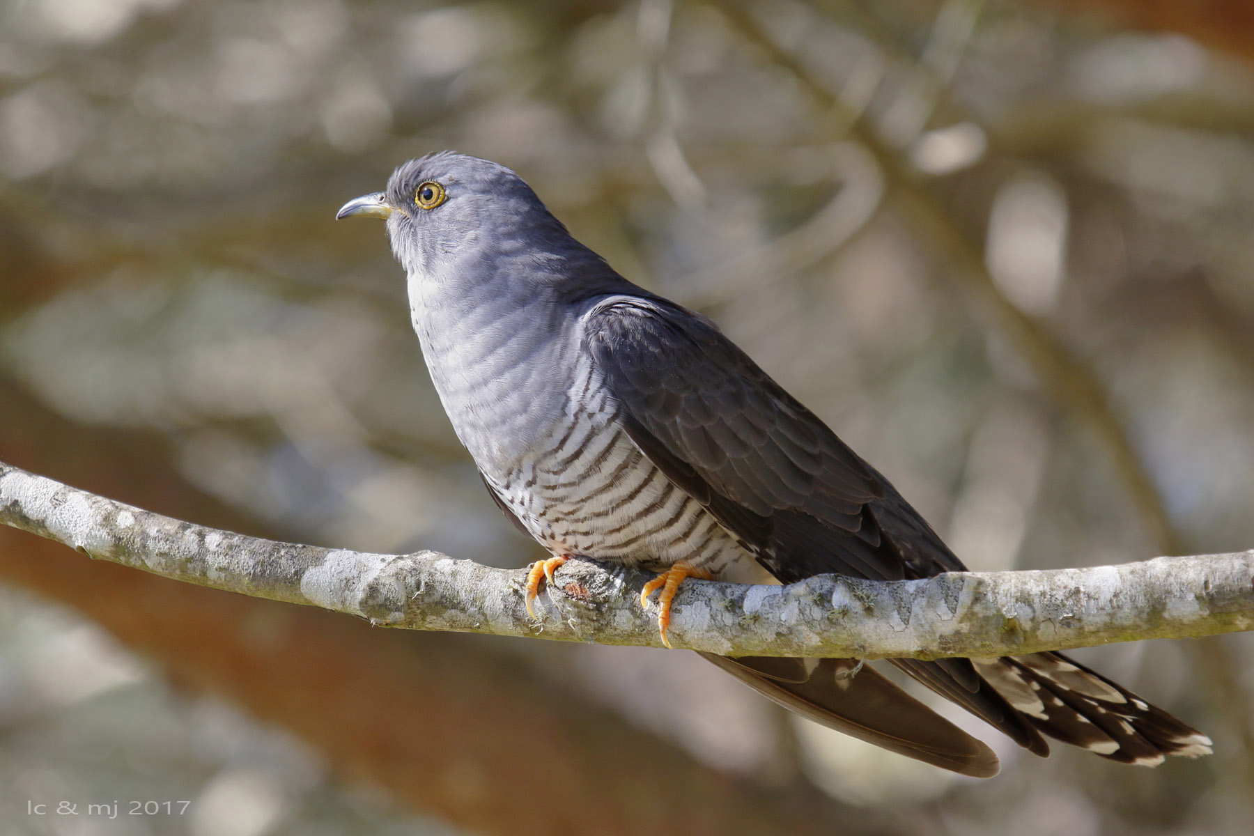 Common cuckoo...