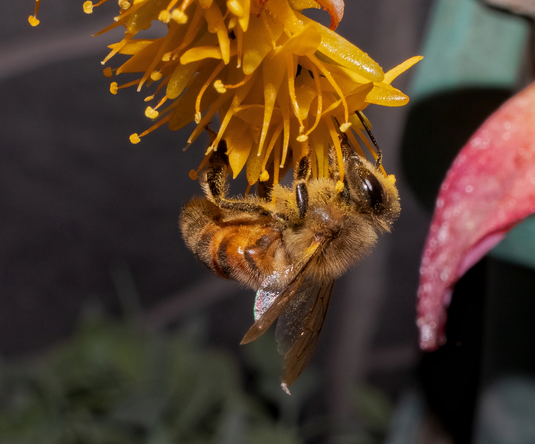 Bee on flower sedum palmer 12/04/2020...