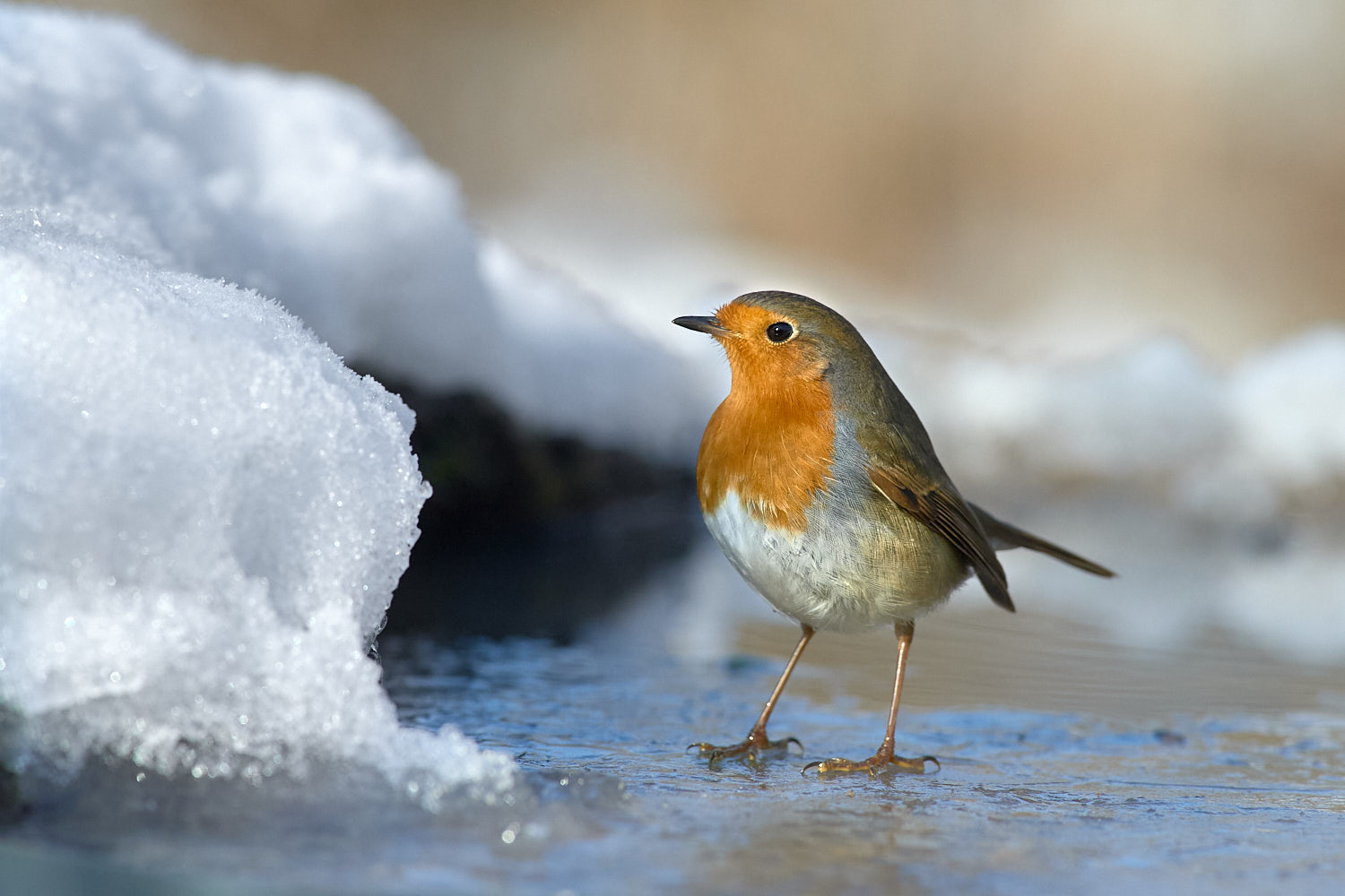 Winter robin...