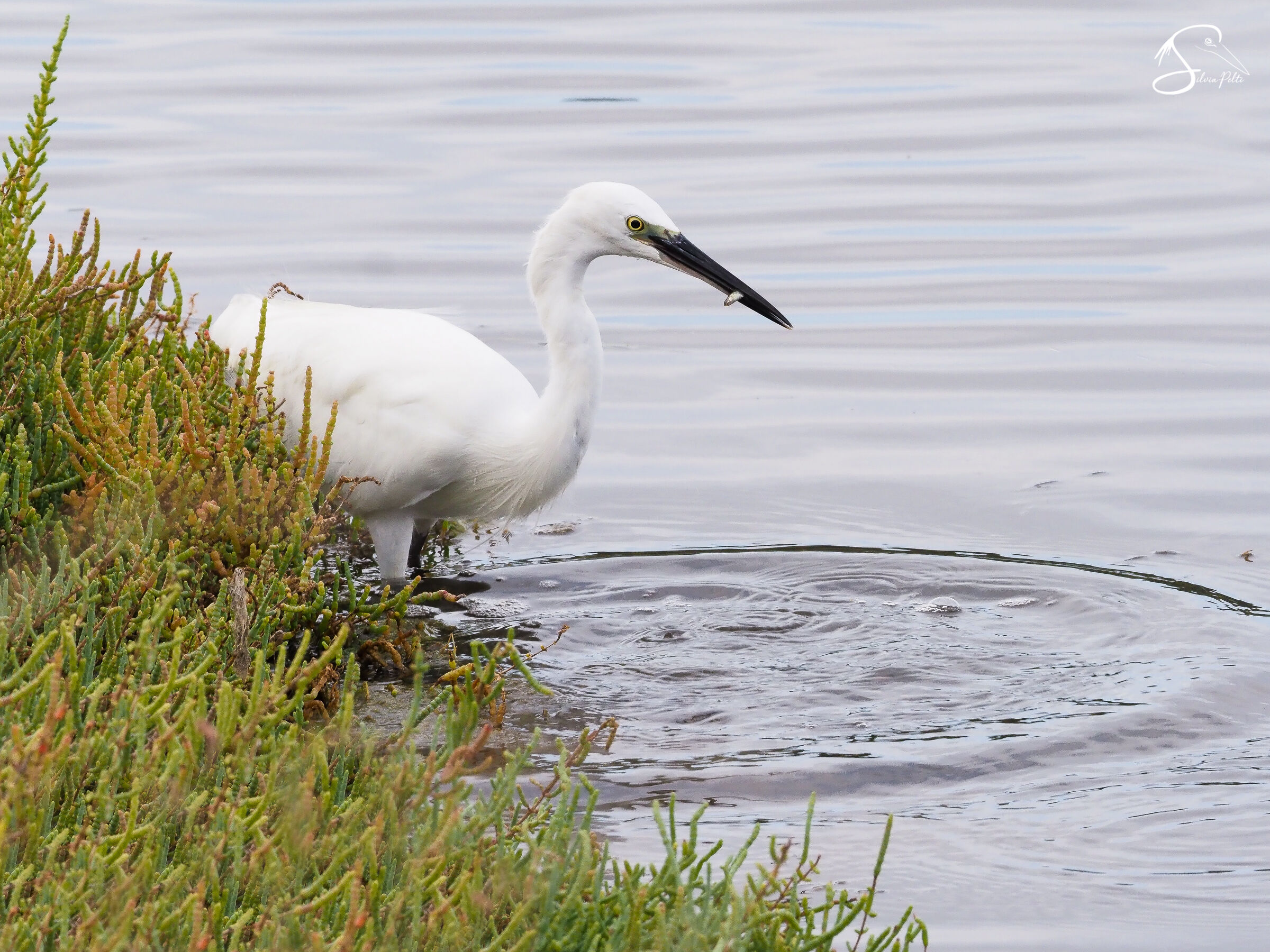 Egret egret...