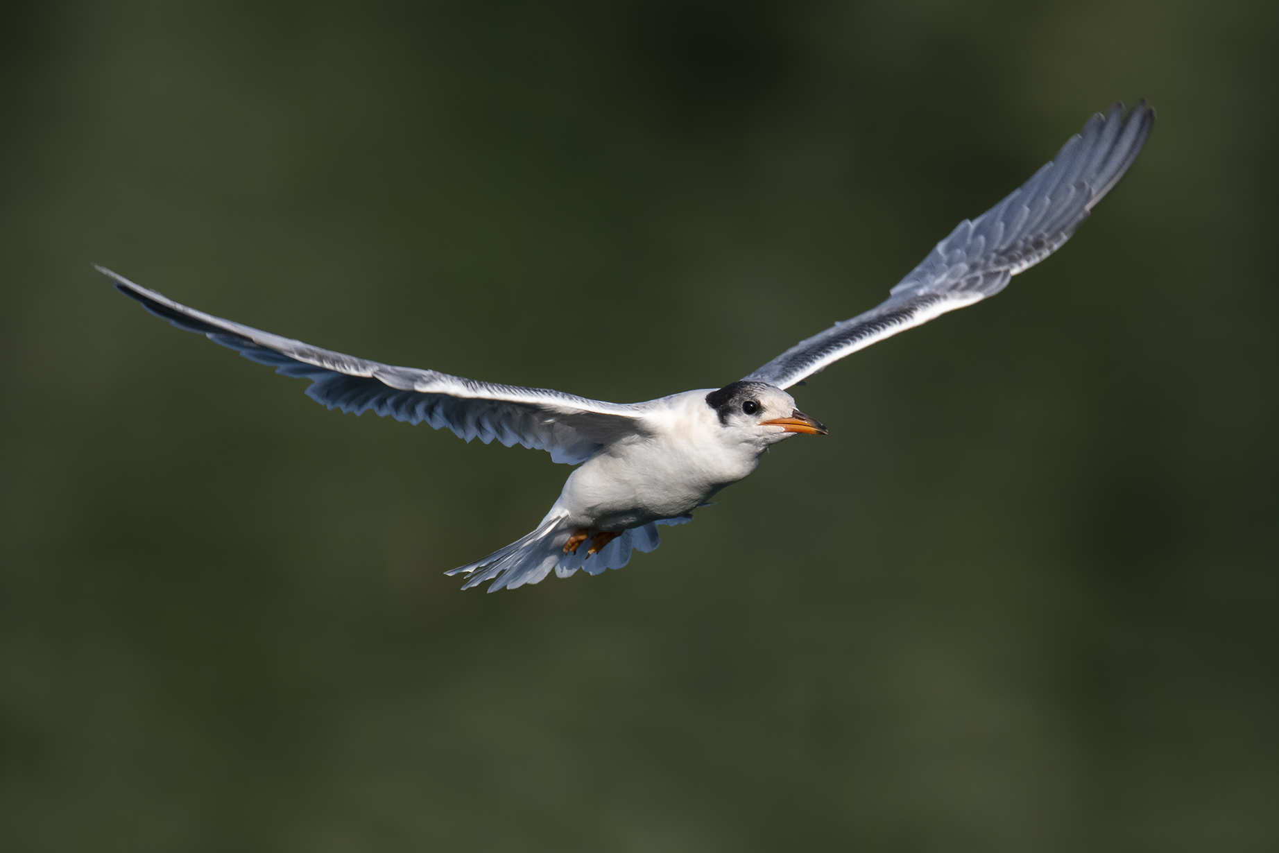 Young tern 2019...