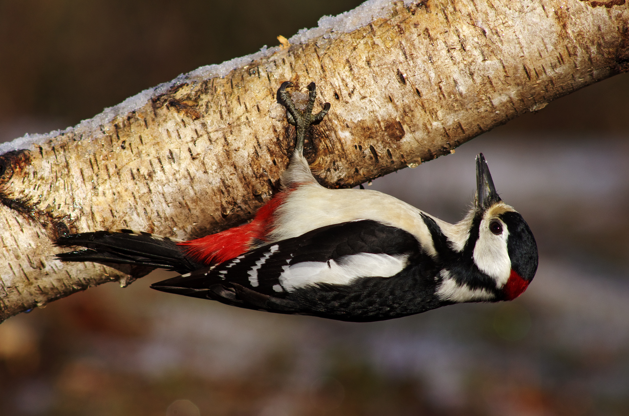 Woodpecker in frost...
