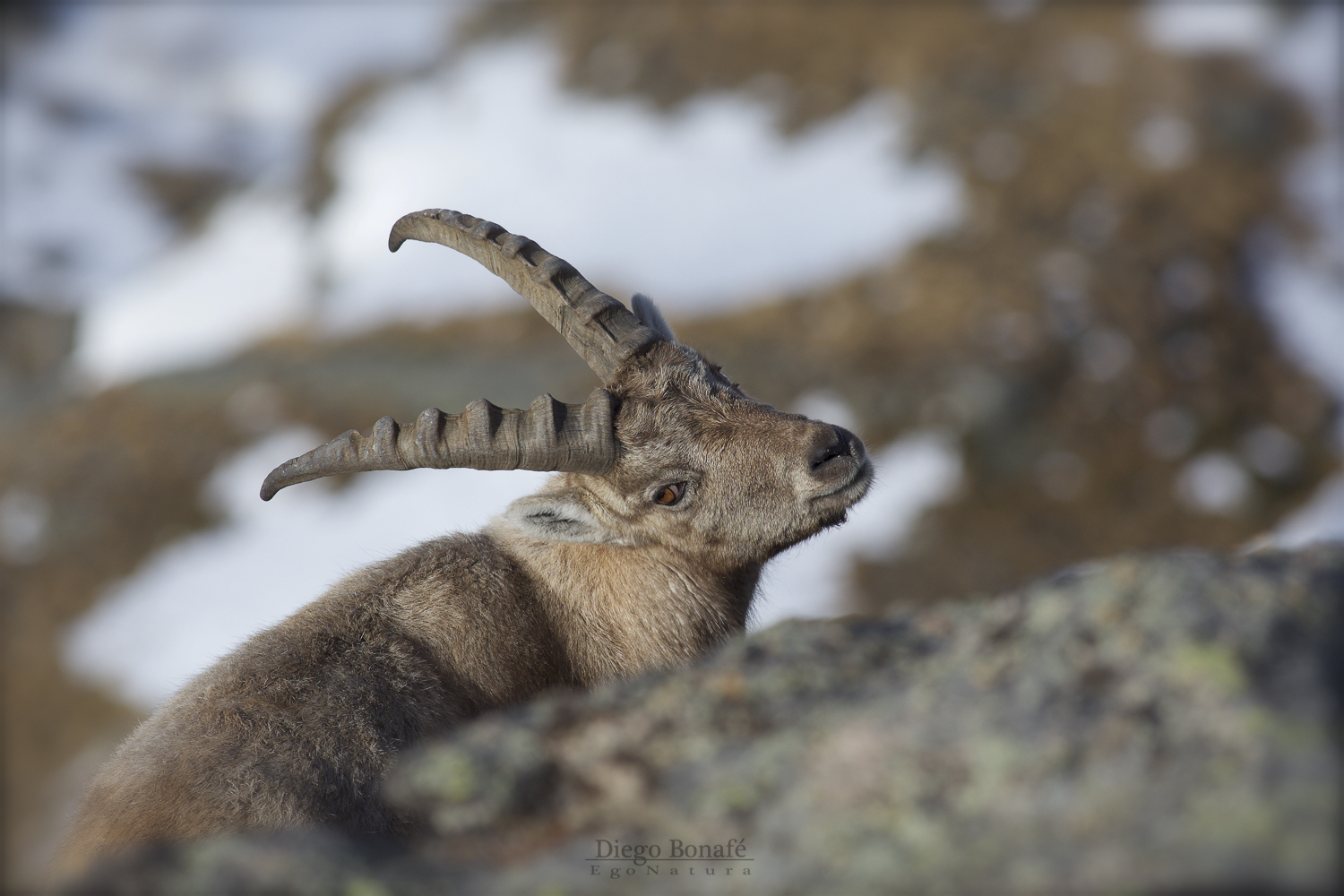 Ibex subadulous male...