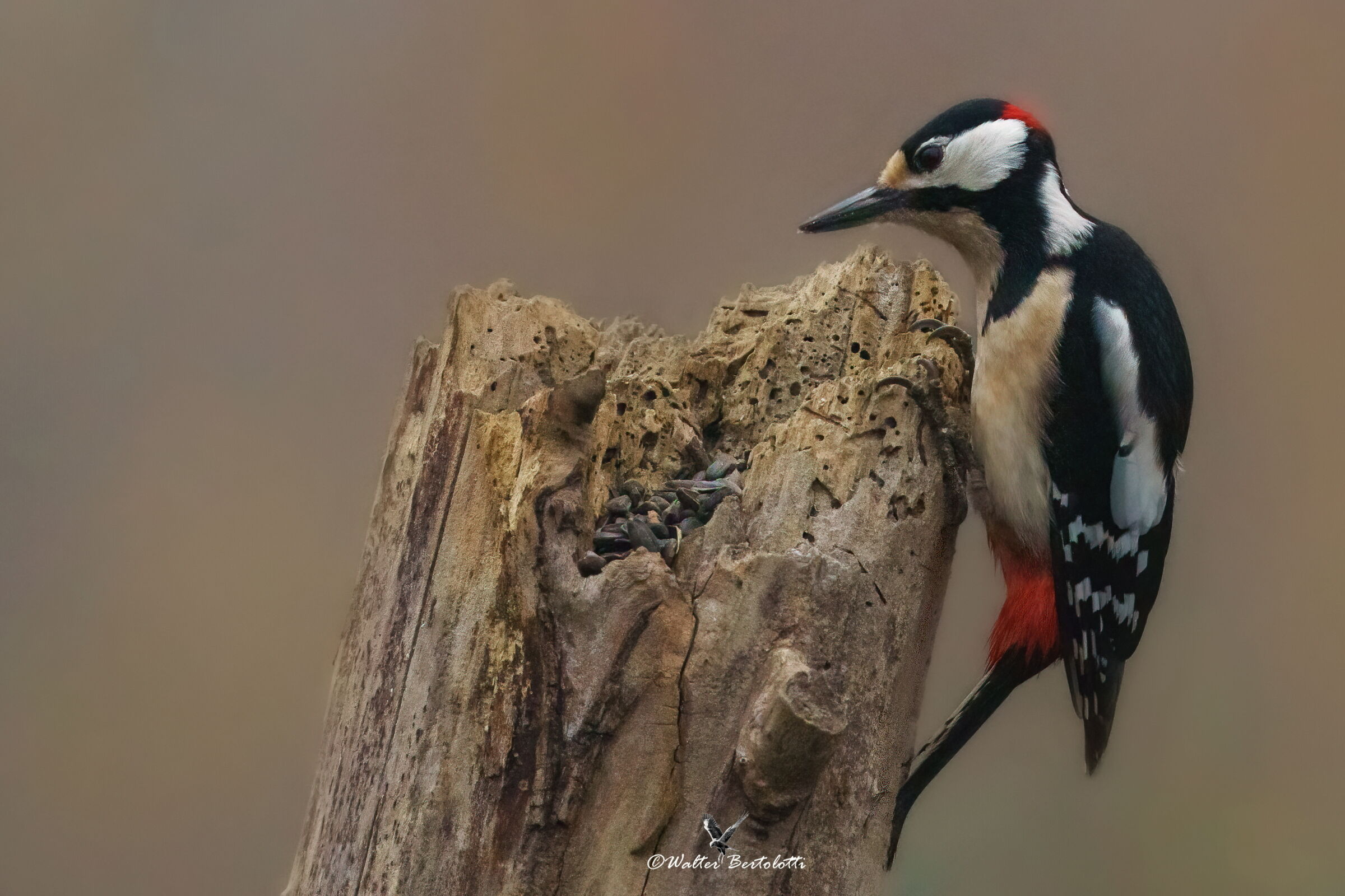 curious woodpecker!...