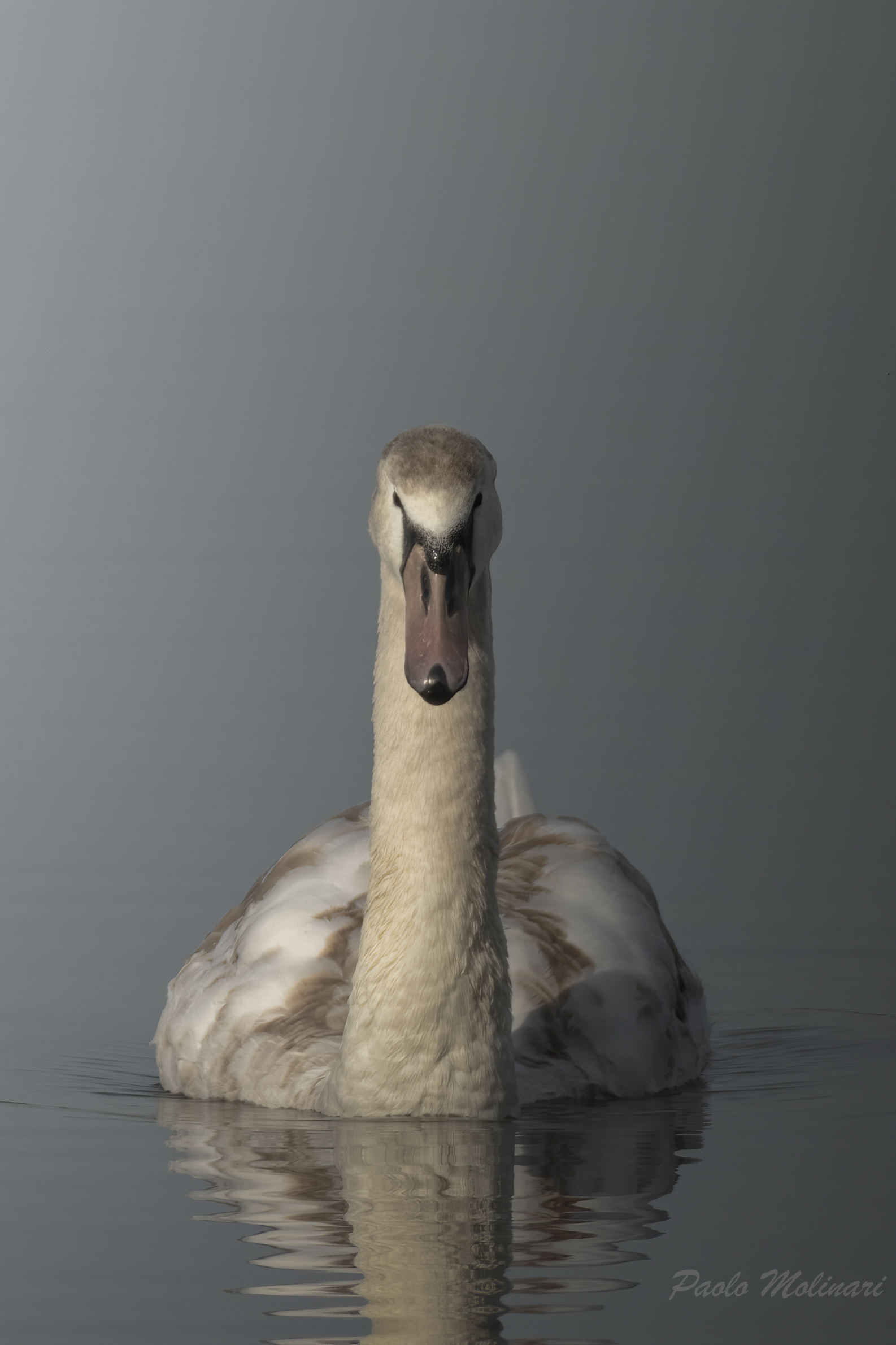 Portrait of the Swan...