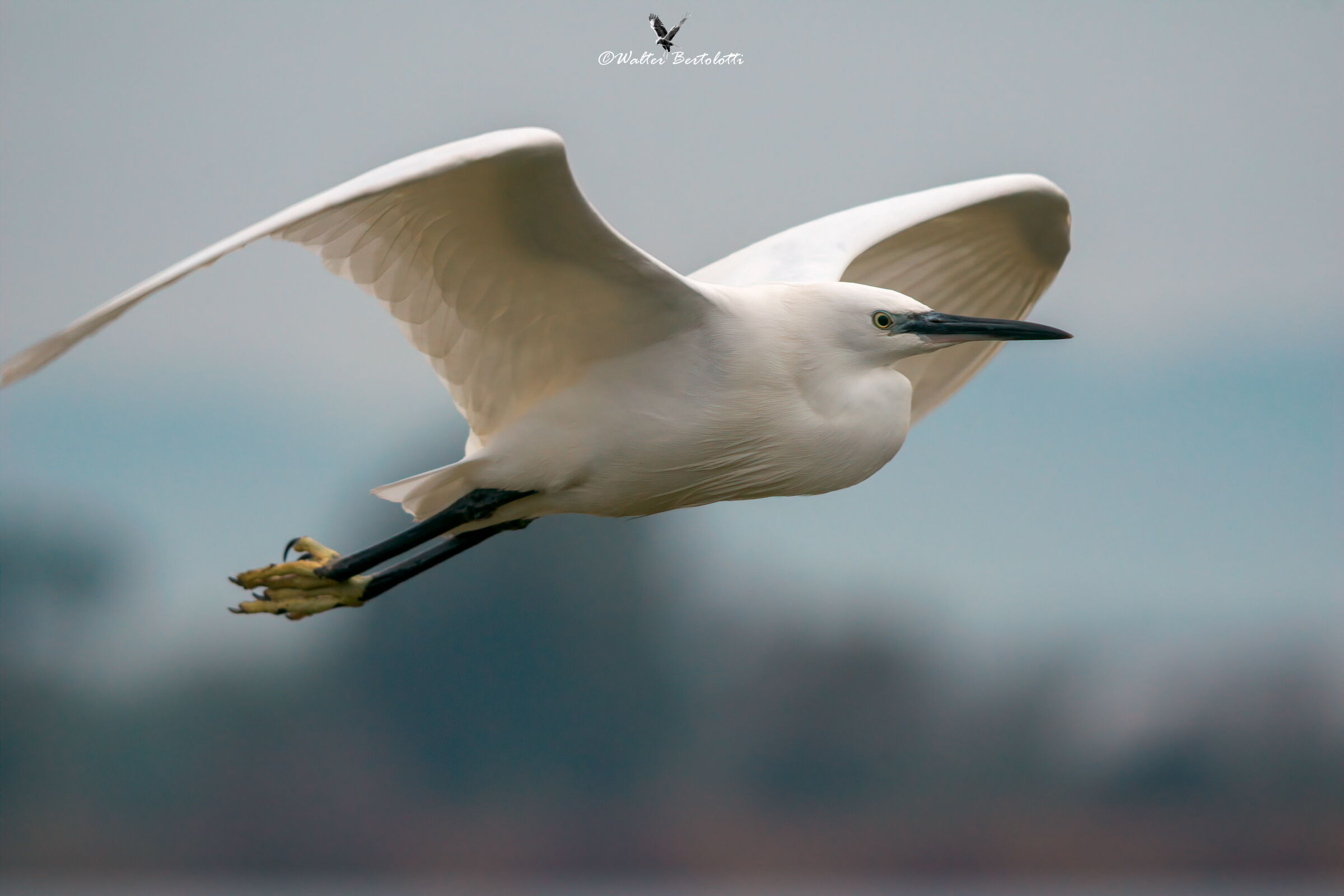 the flight of the egret...