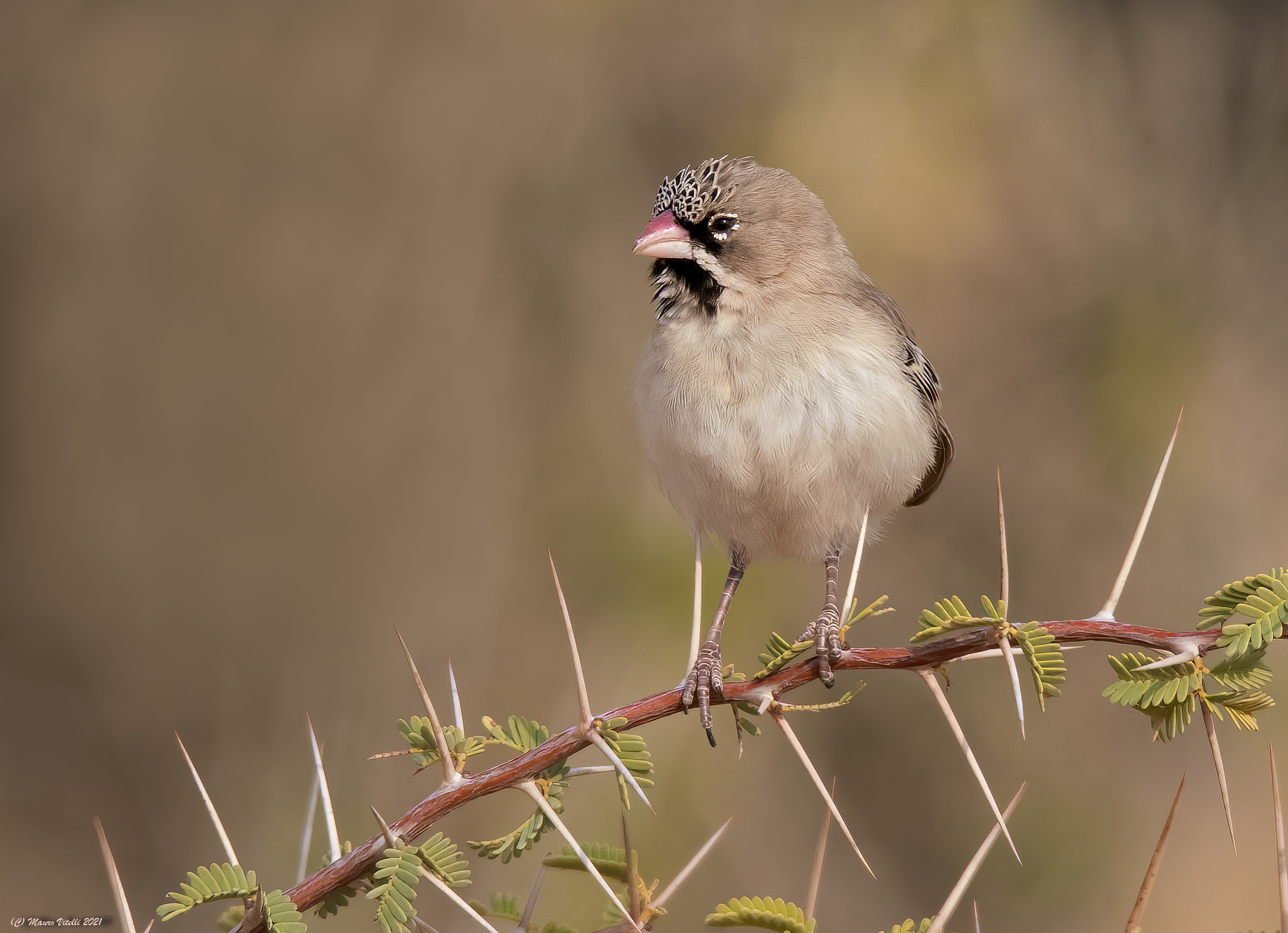 Scaly- feathered finch (Deserto del Kalahari)...