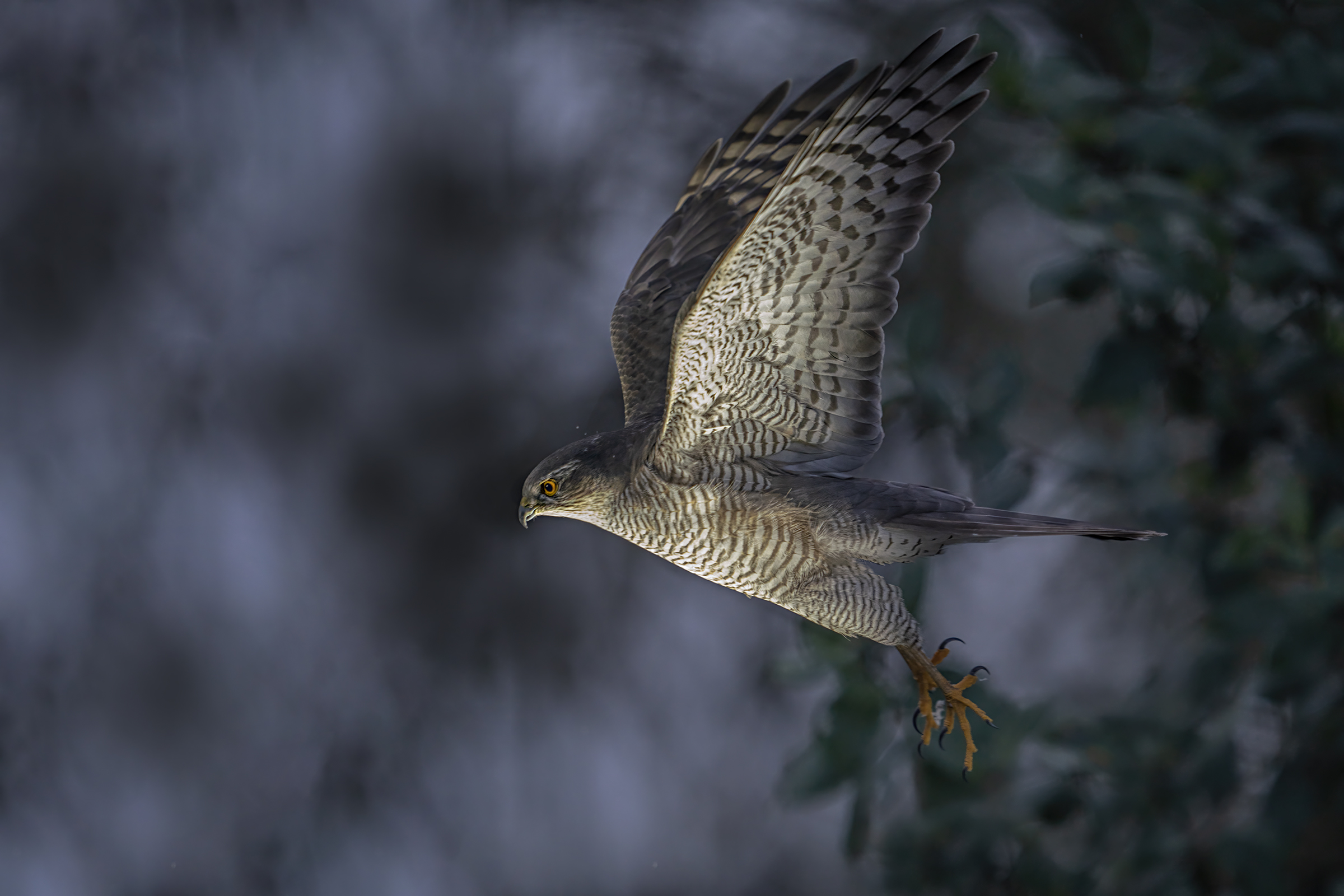 flight of the sparrow hawk ...