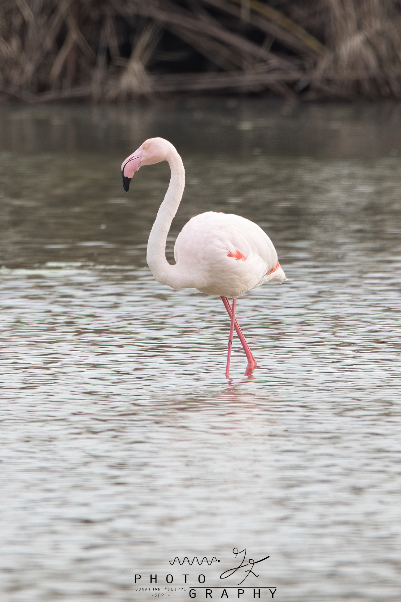 Flamingos...