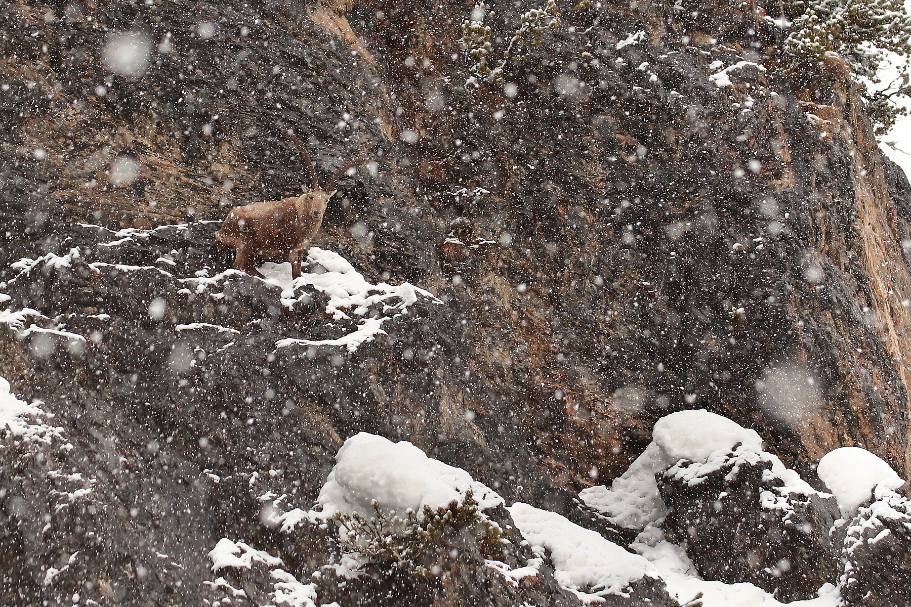 The Winter of the Ibex...