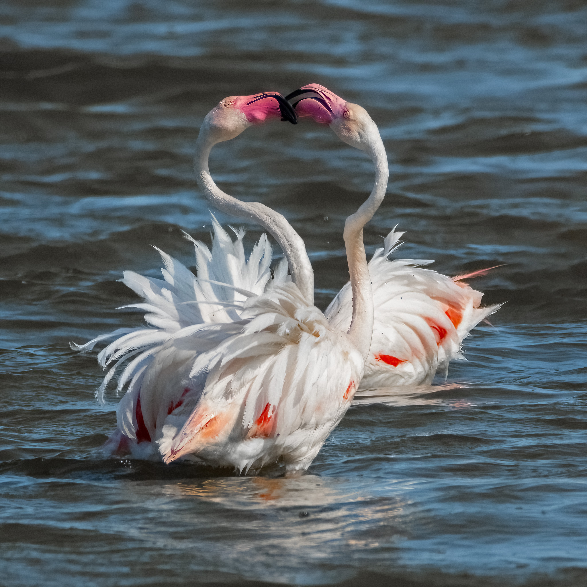 Fenicotteri, Valli di Comacchio (fe)...