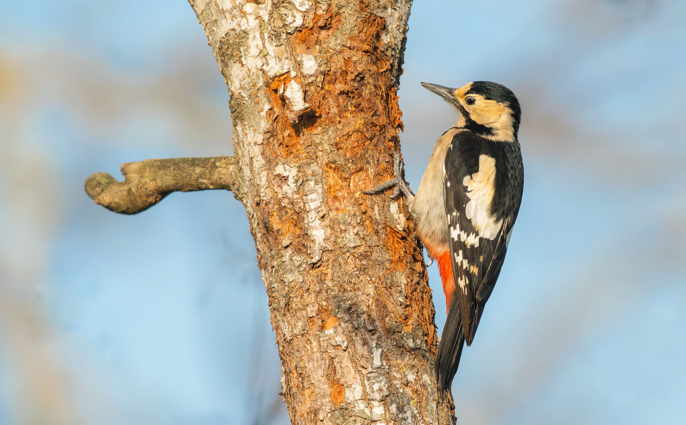 syrian woodpecker...