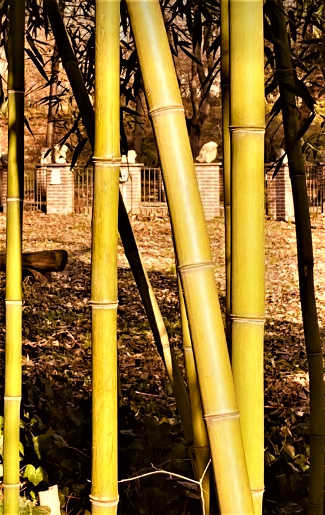 bamboo rods......