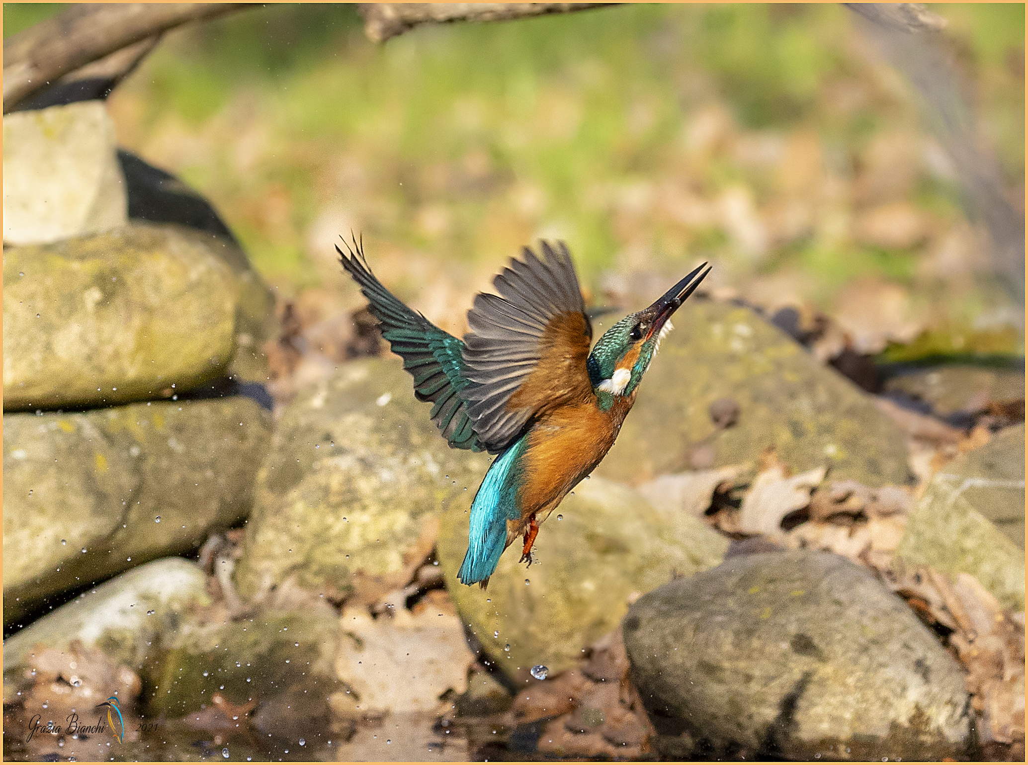 Kingfisher (Alcedo atthis)...