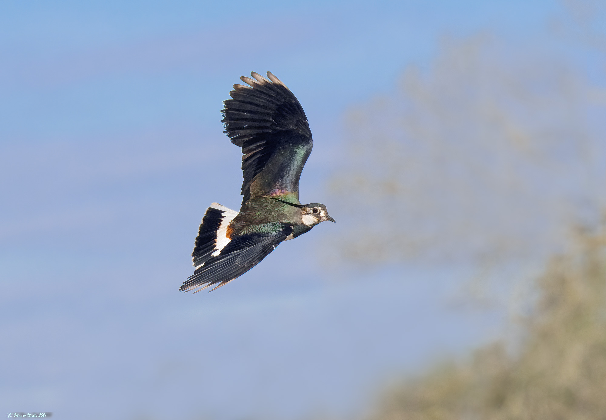Peacock (Vanellus vanellus)...
