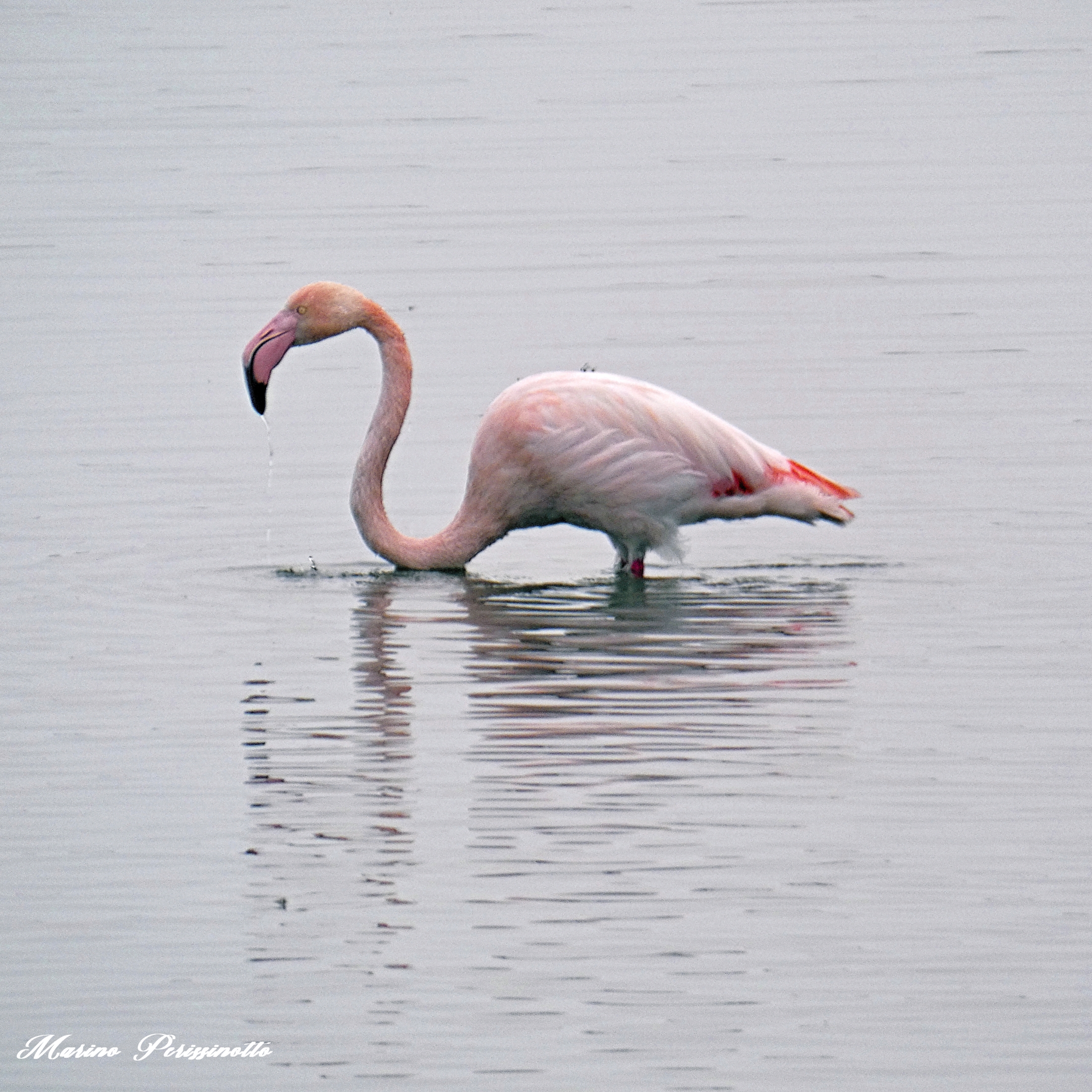 Flamingo, Dogà Valley, Venice Lagoon...
