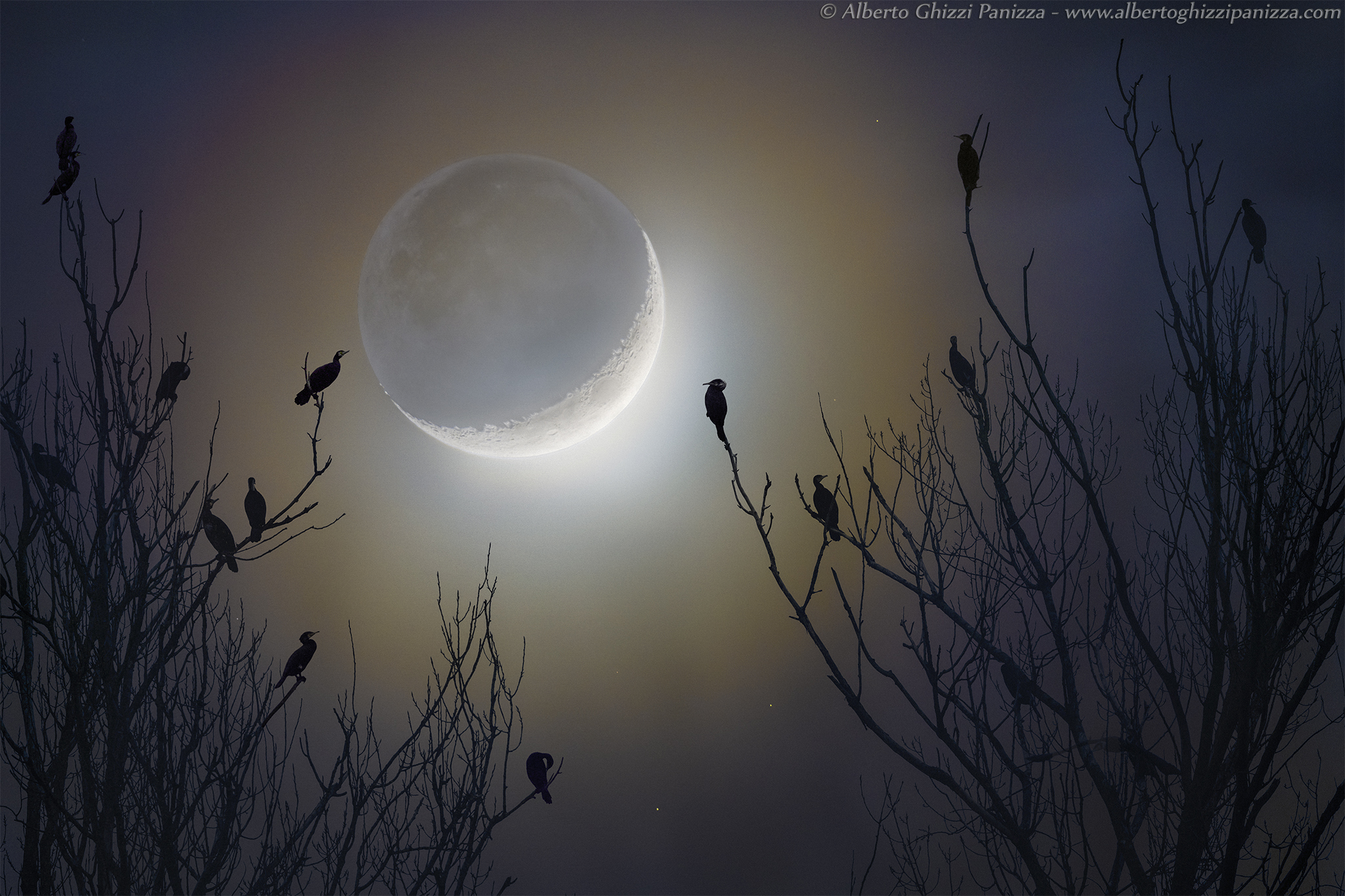 The Moon illuminates the rest of cormorants...
