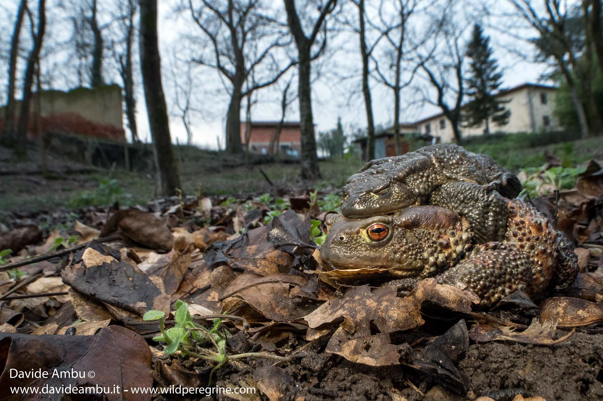 MATING TOADS...