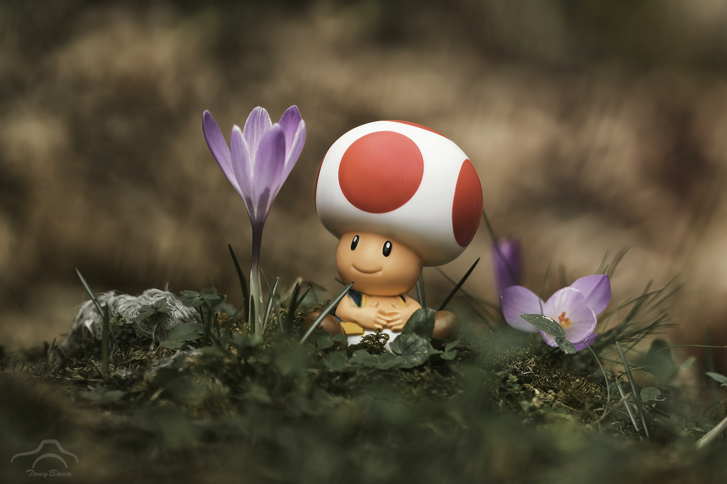  Toad and his Crocus ...