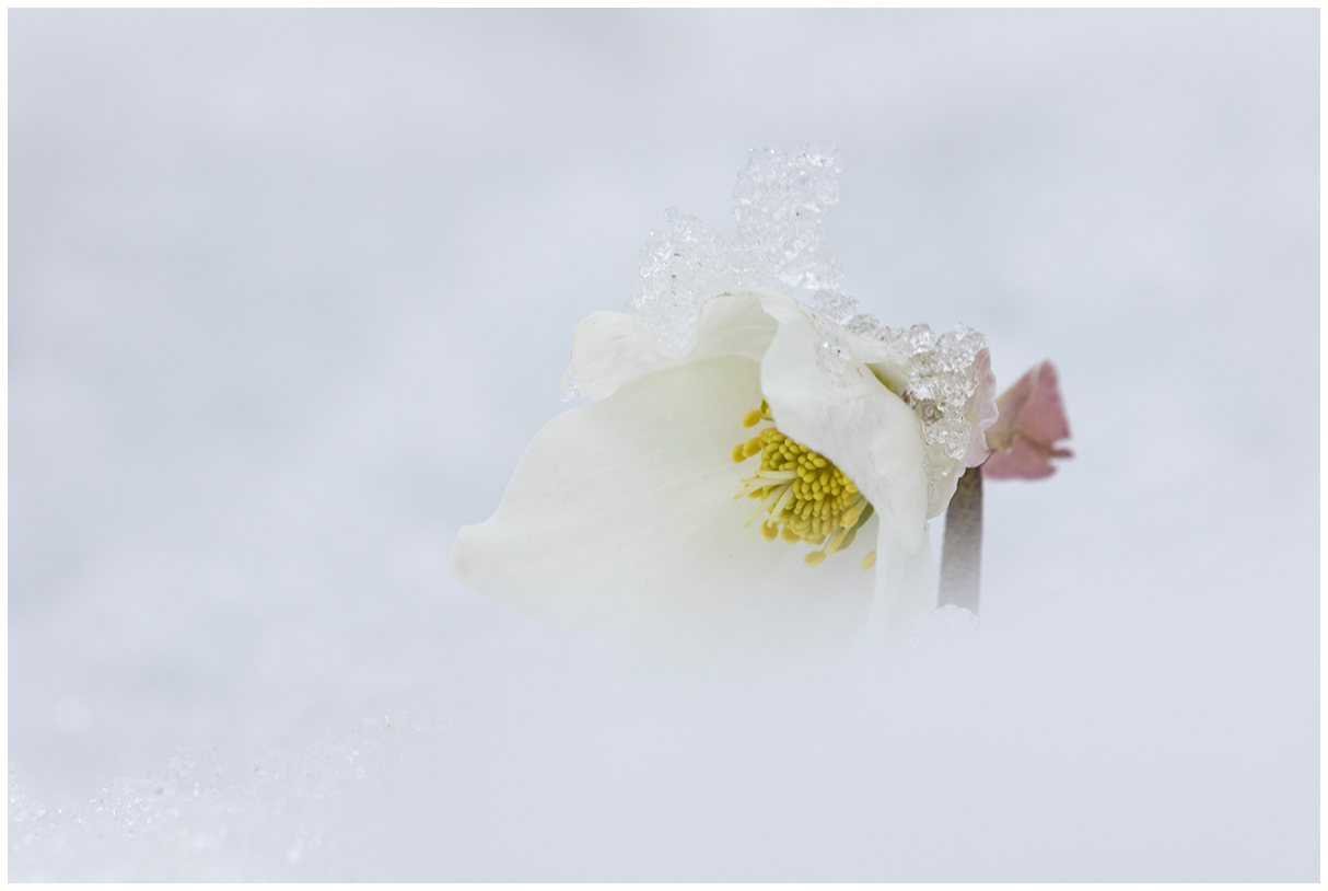 Helleborus in the Snow...