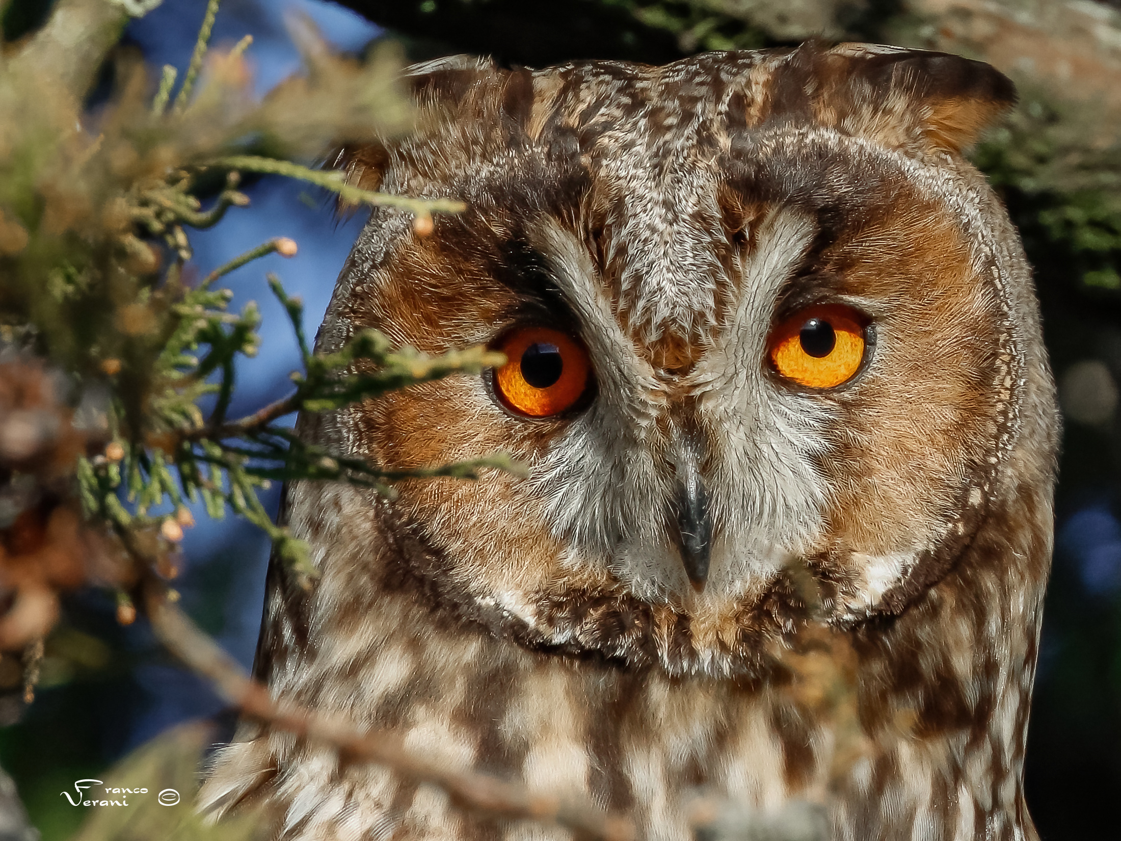 Common Owl ...