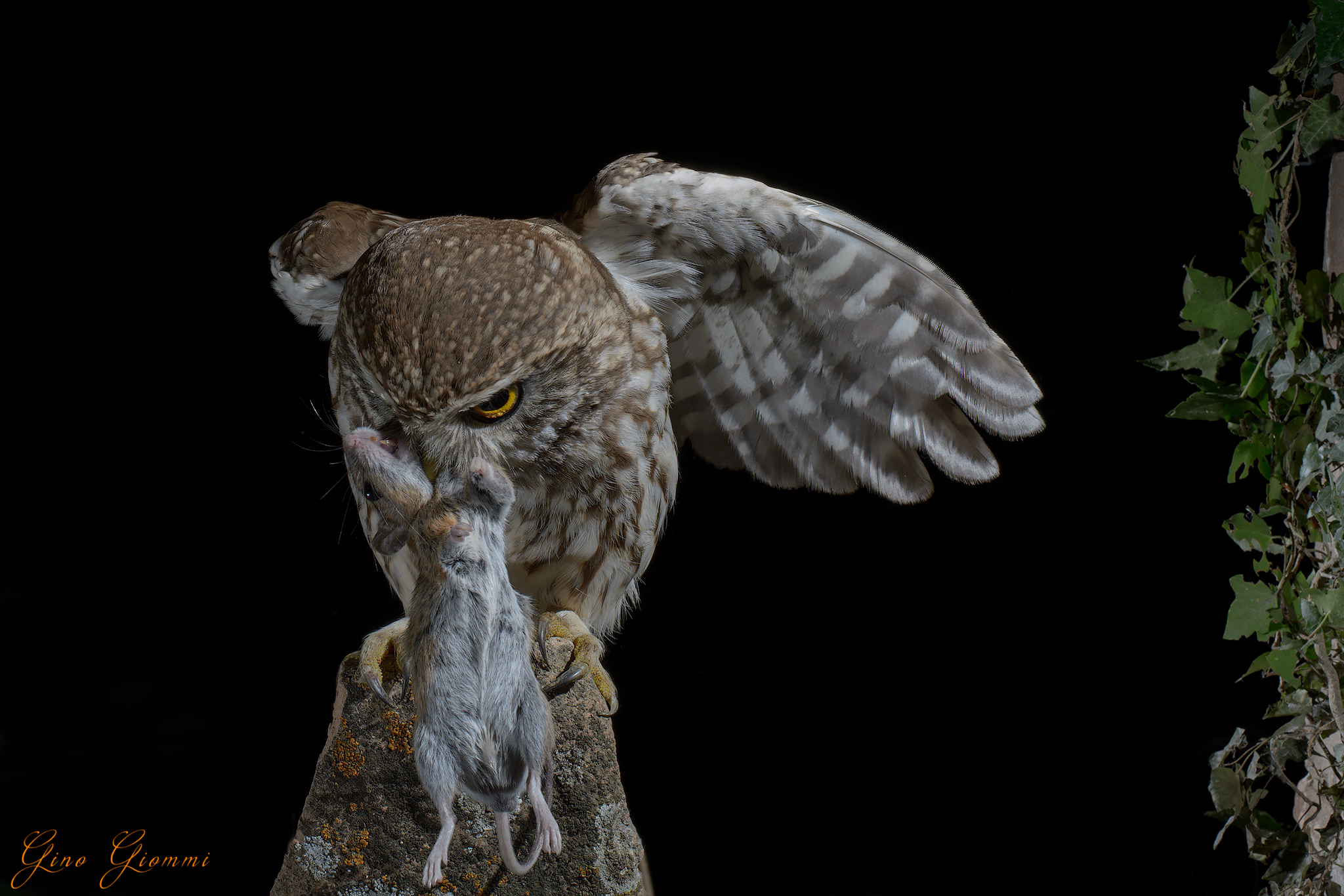Owl with prey ...