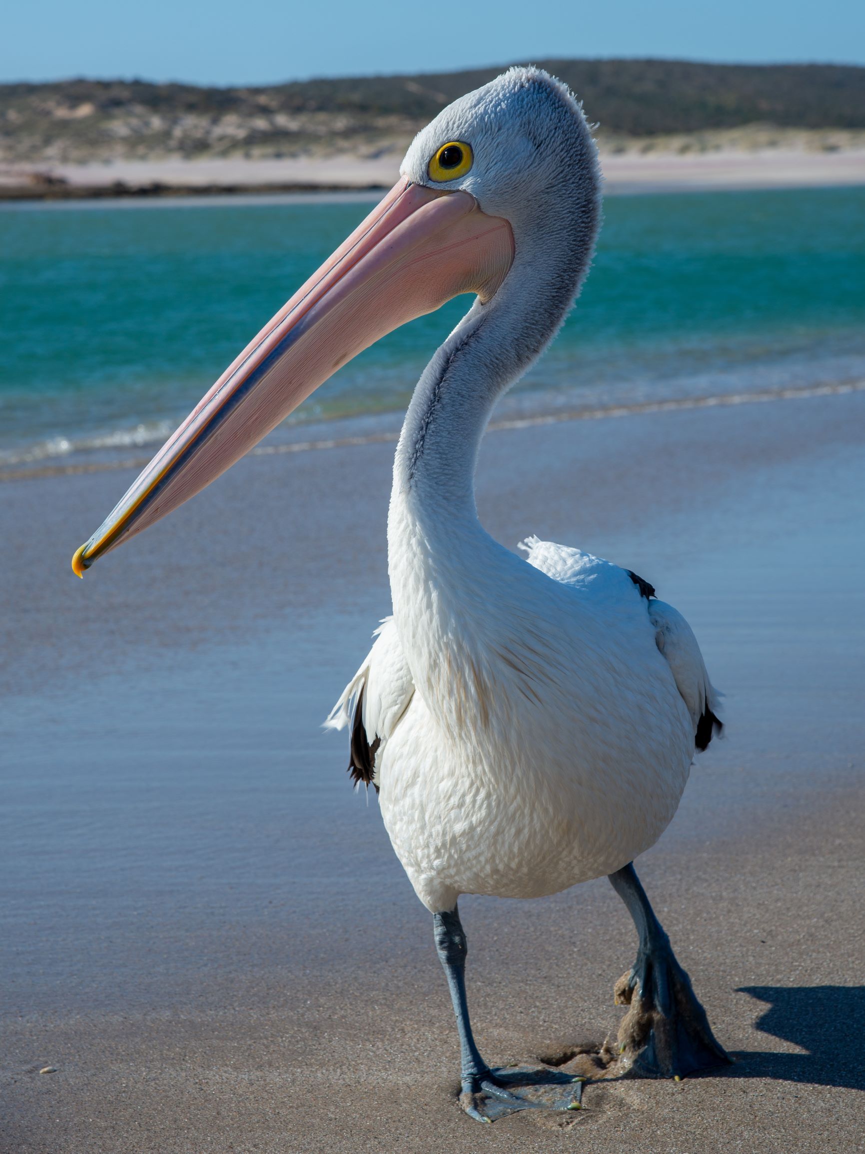 Pelican on Kalbarri's shoreline...