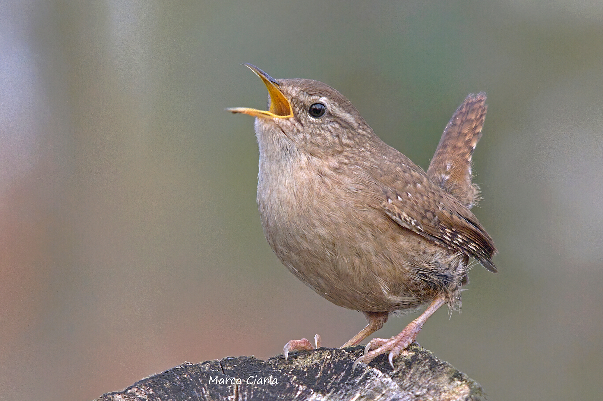 Scricciolo (Troglodytes troglodytes)...