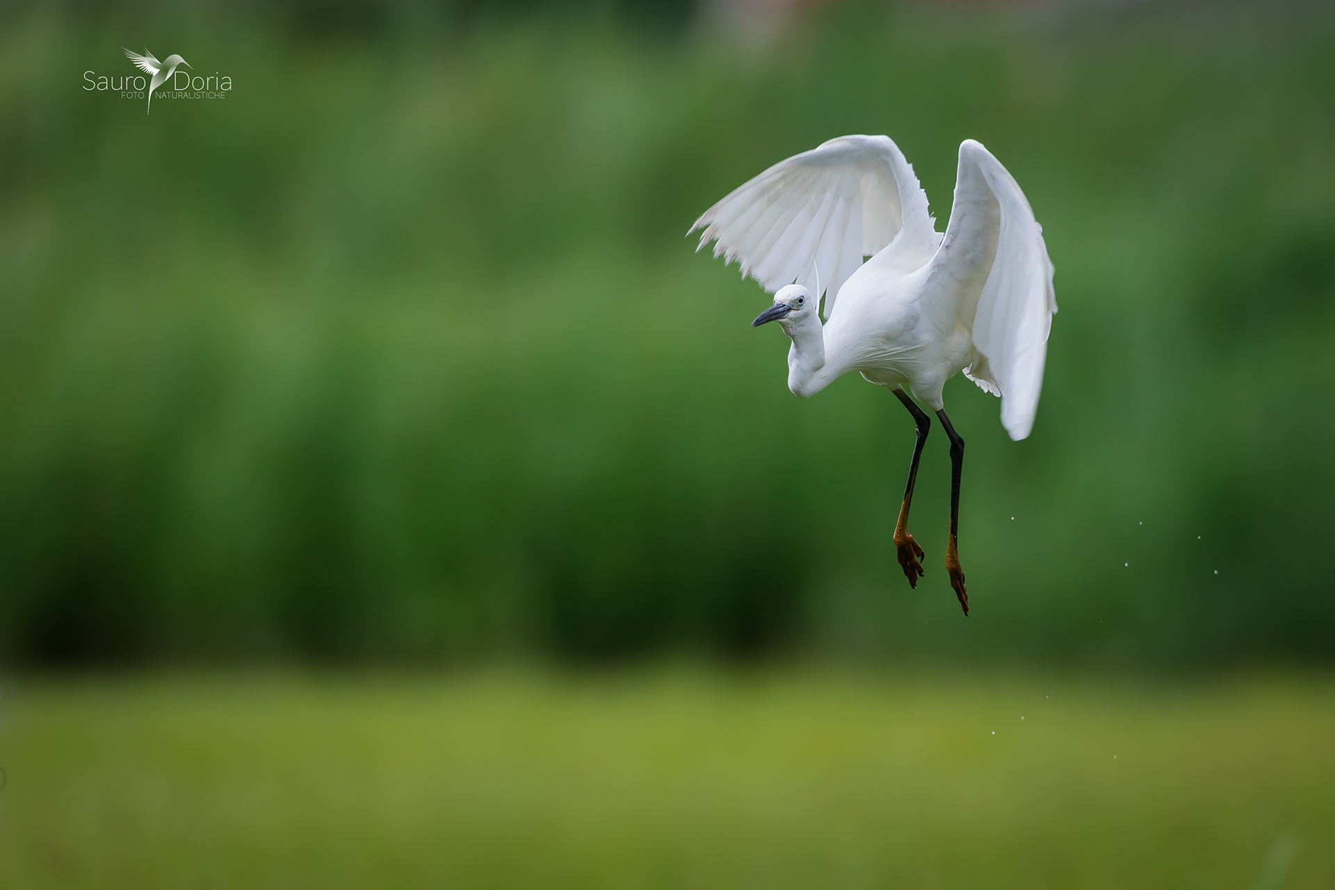 The elegance of the Egret in flying...