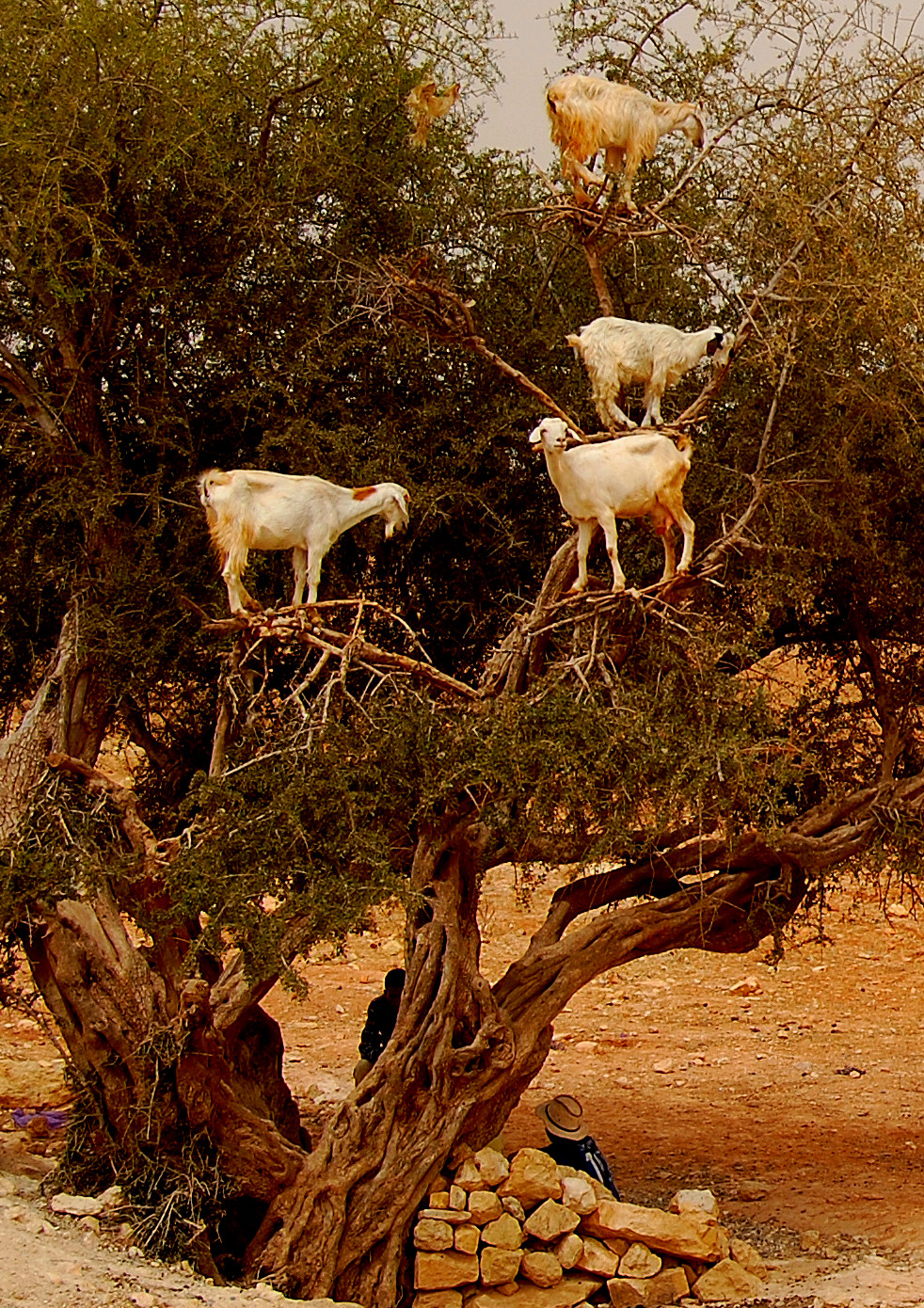 Morocco: delicious goats of thorny Argania seeds...