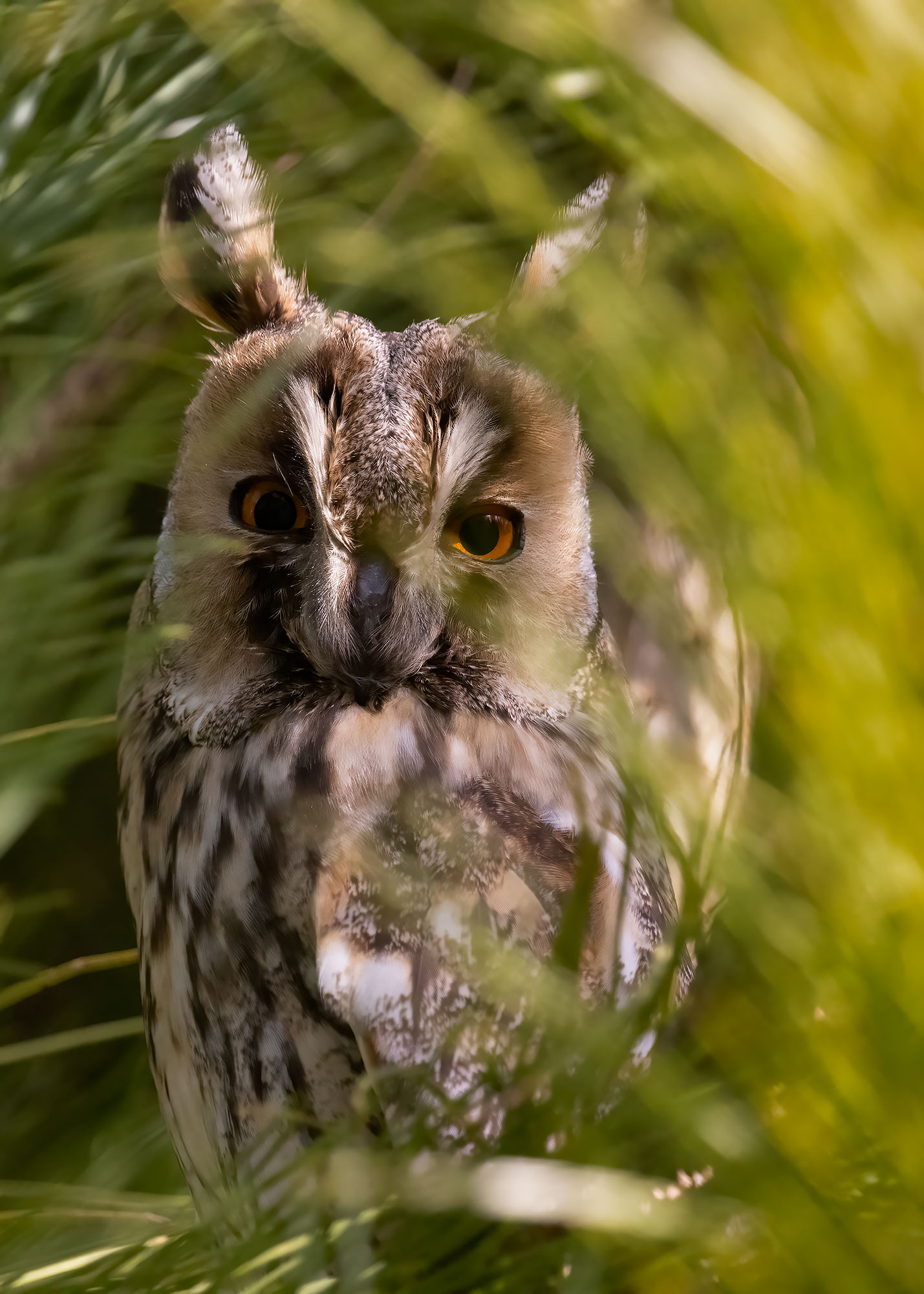 Common owl...