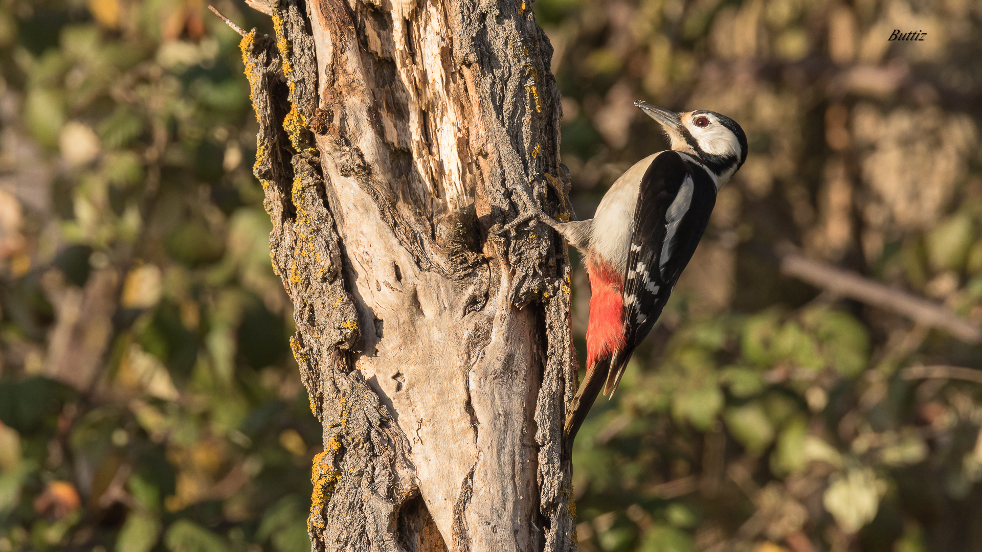 Red Woodpecker Major f...