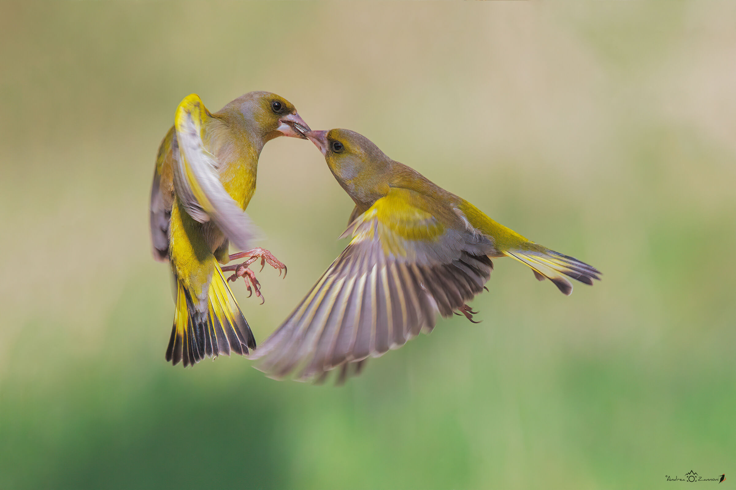Squabble between greenfinches...