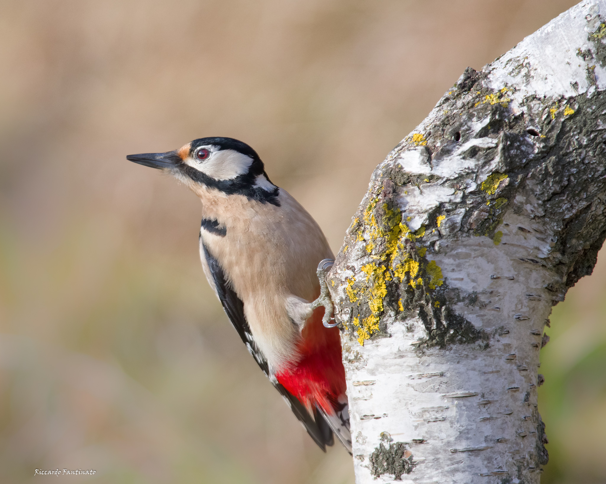 Greater Female Red Woodpecker ...