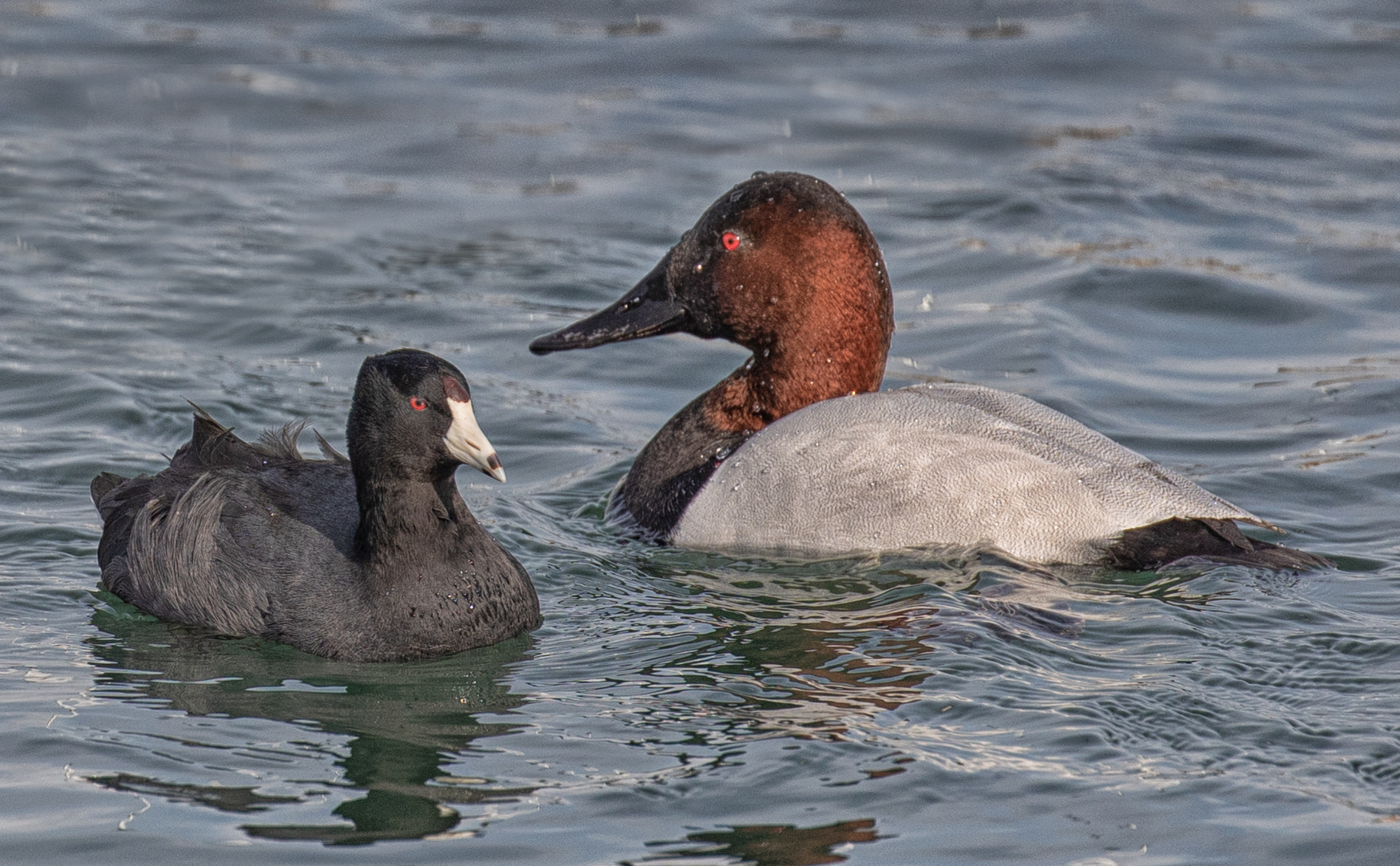 American Coot meets the Canvasback Duck....