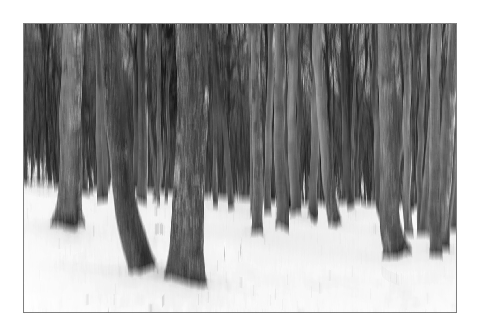 winter forest...
