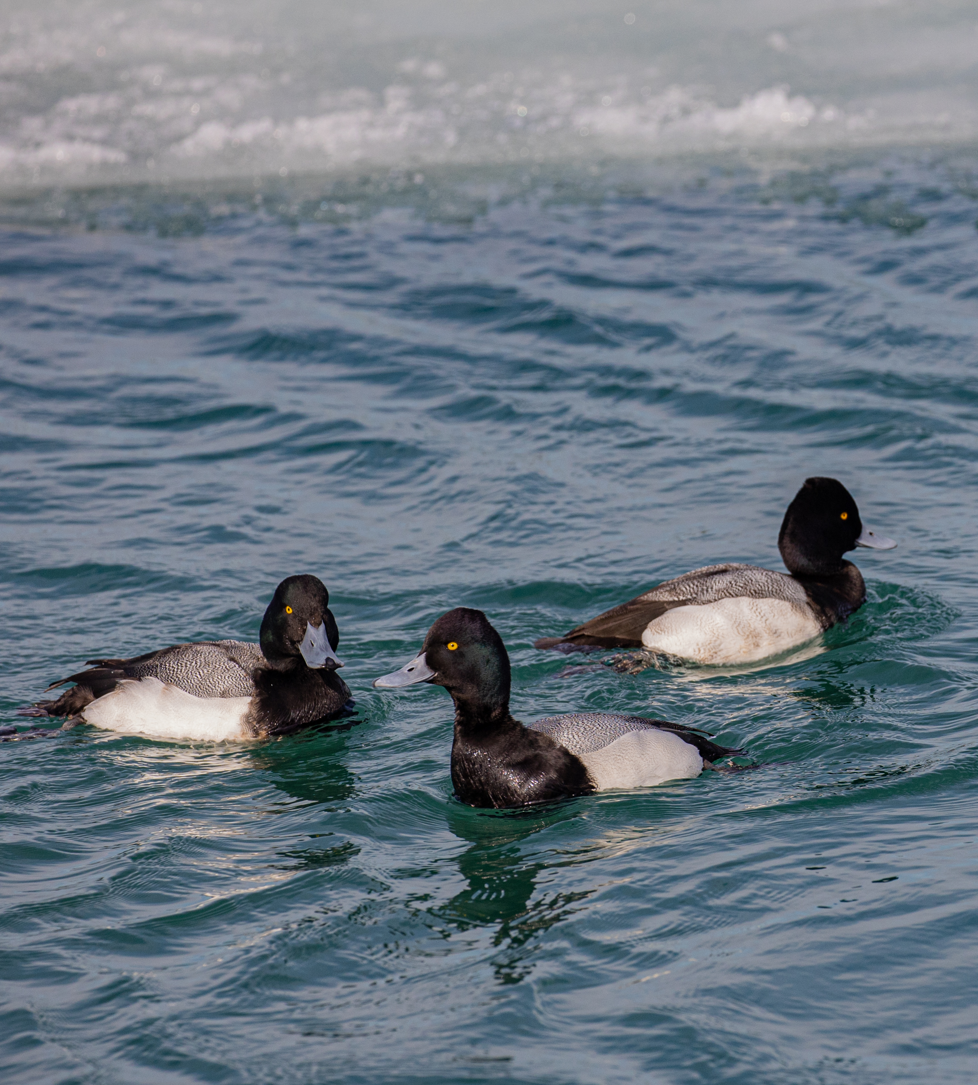 A Gathering of "Lesser Scaup"....