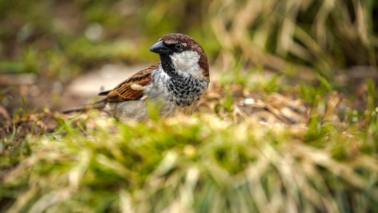 Common sparrow...