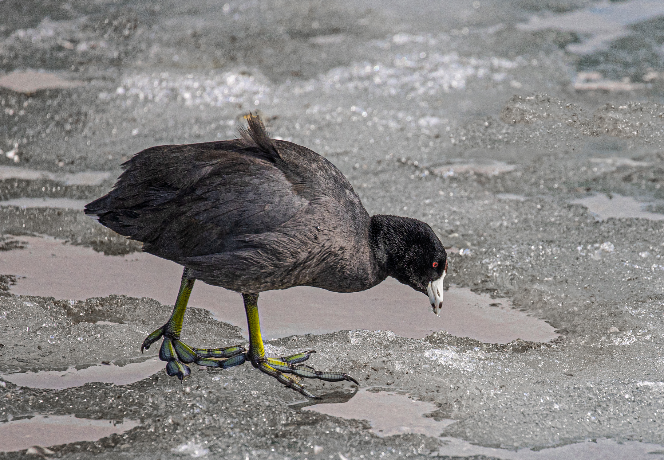American Coot, walking on Frozen River....